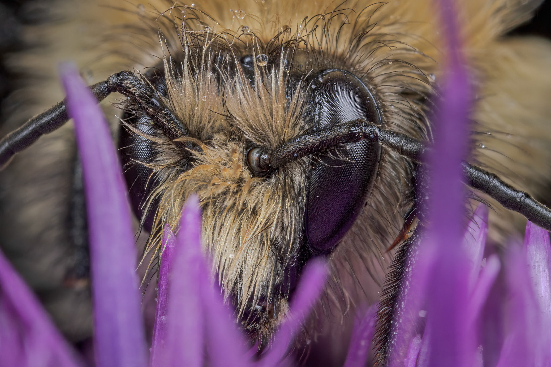Common Carder Bumblebee (Bombus pascuorum)