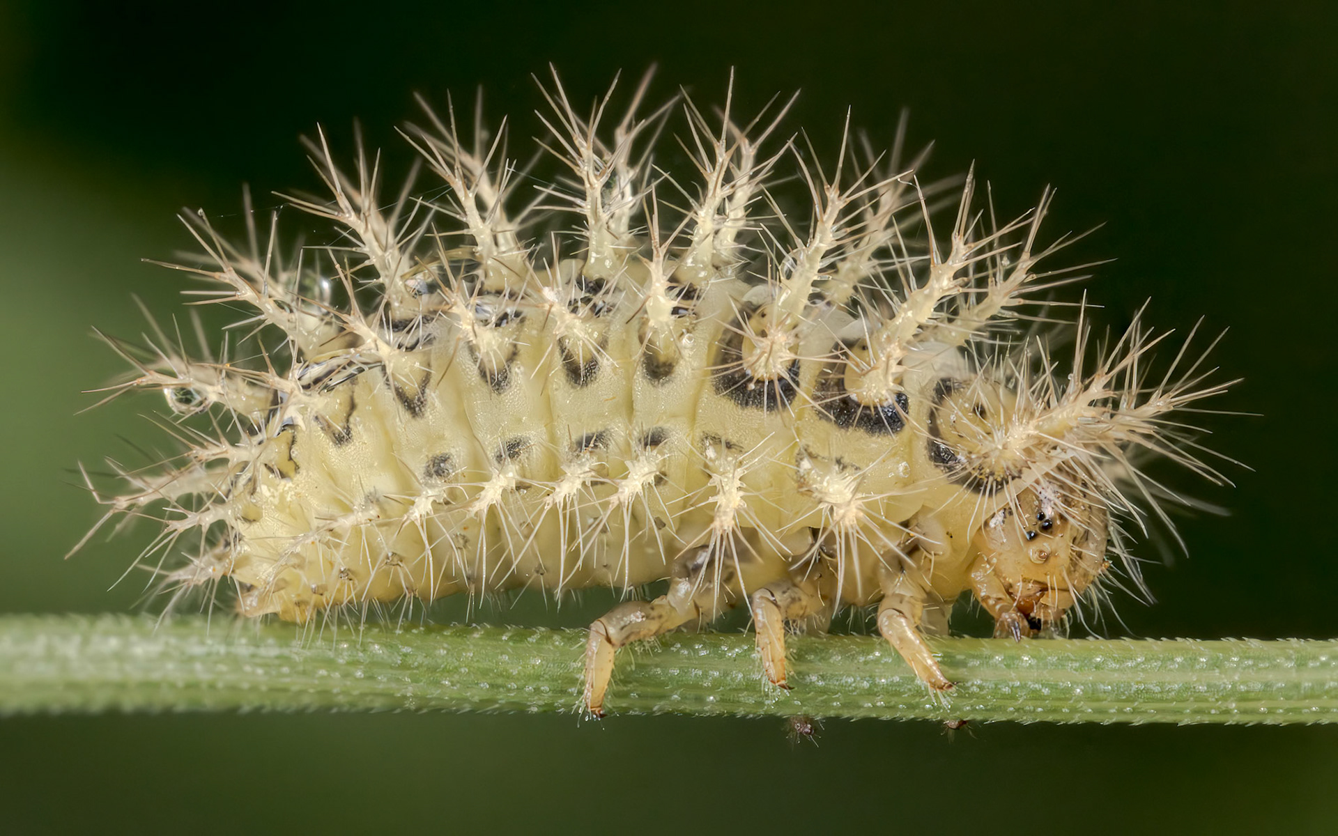 24 Spot Ladybird (Subcoccinella vigintiquattuorpunctata)