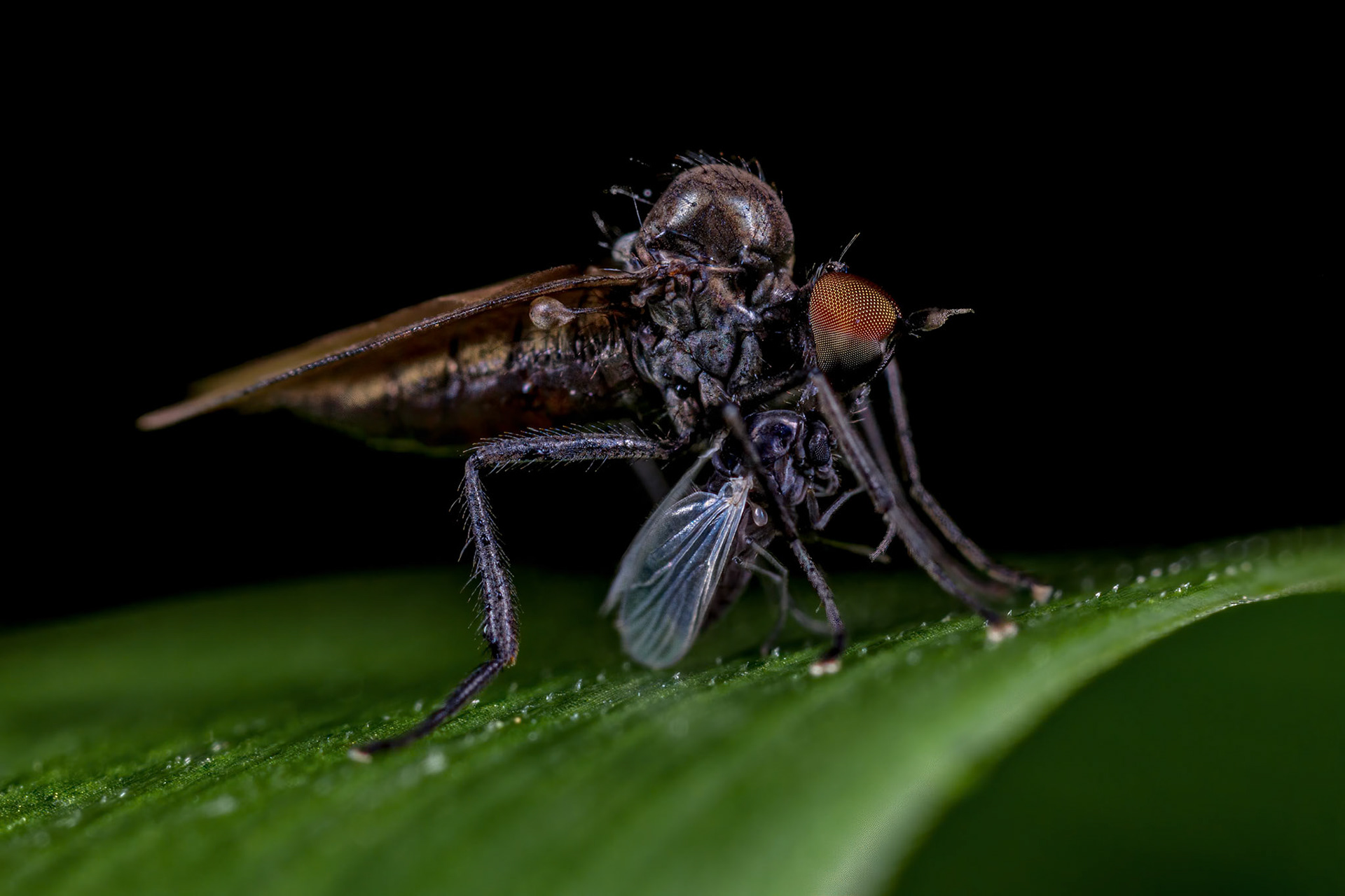 Dance Fly (Hybotidae)