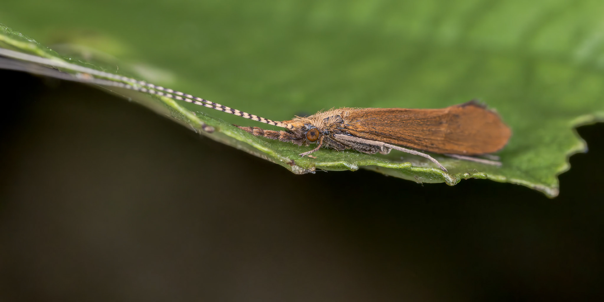 Caddisfly