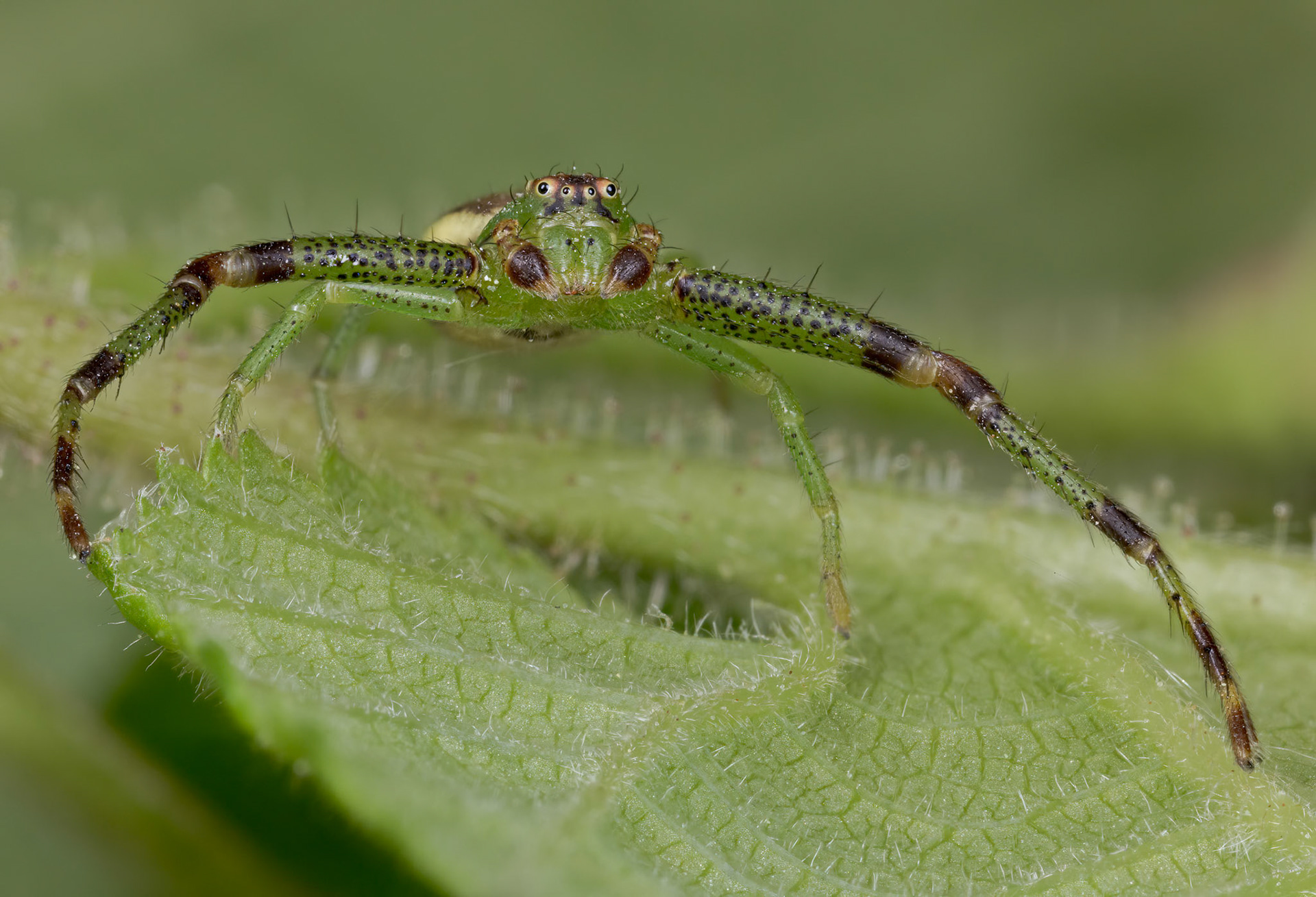 Eurasian Green Crab Spider (Diaea dorsata)