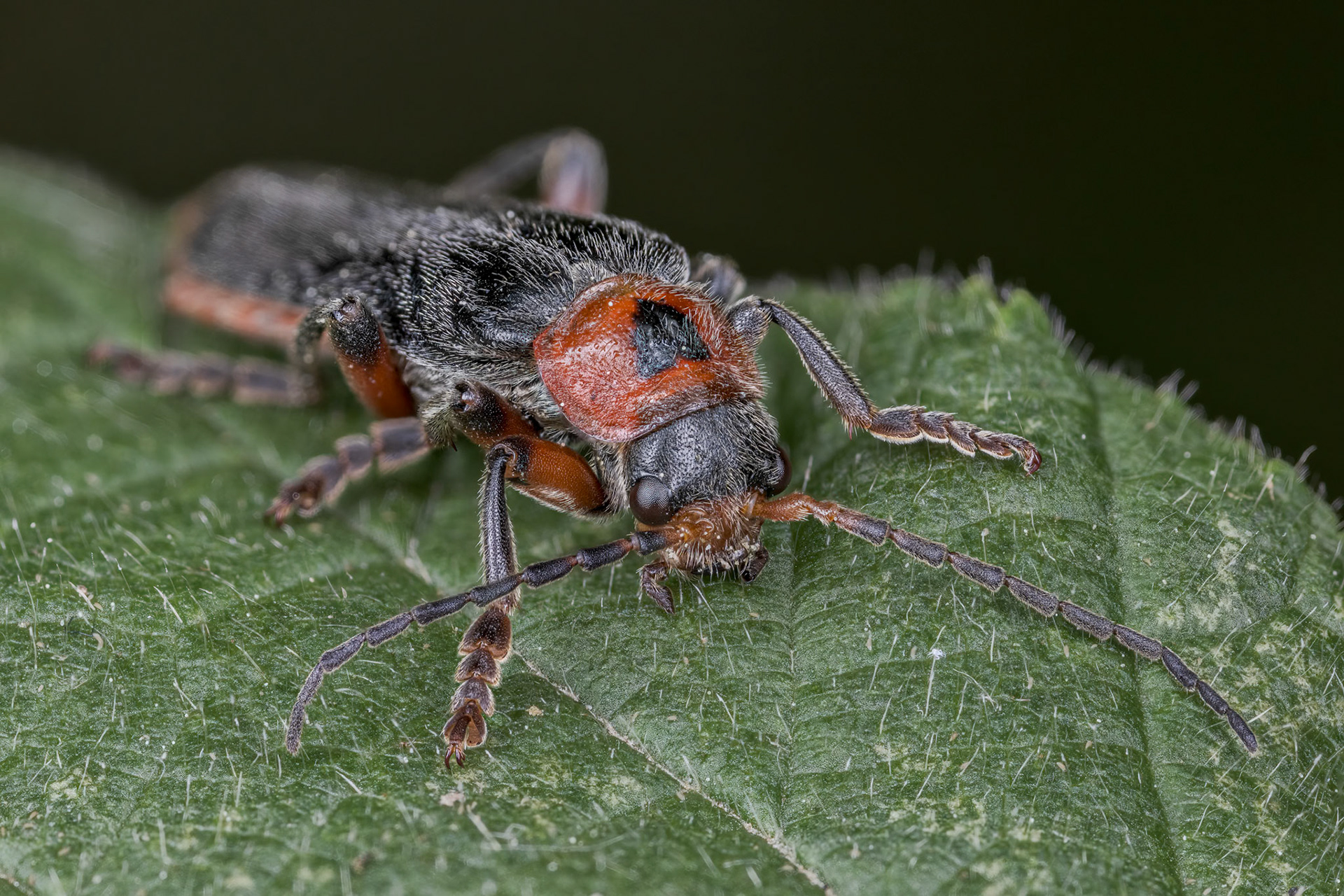 Rustic Sailor Beetle (Cantharis rustica)