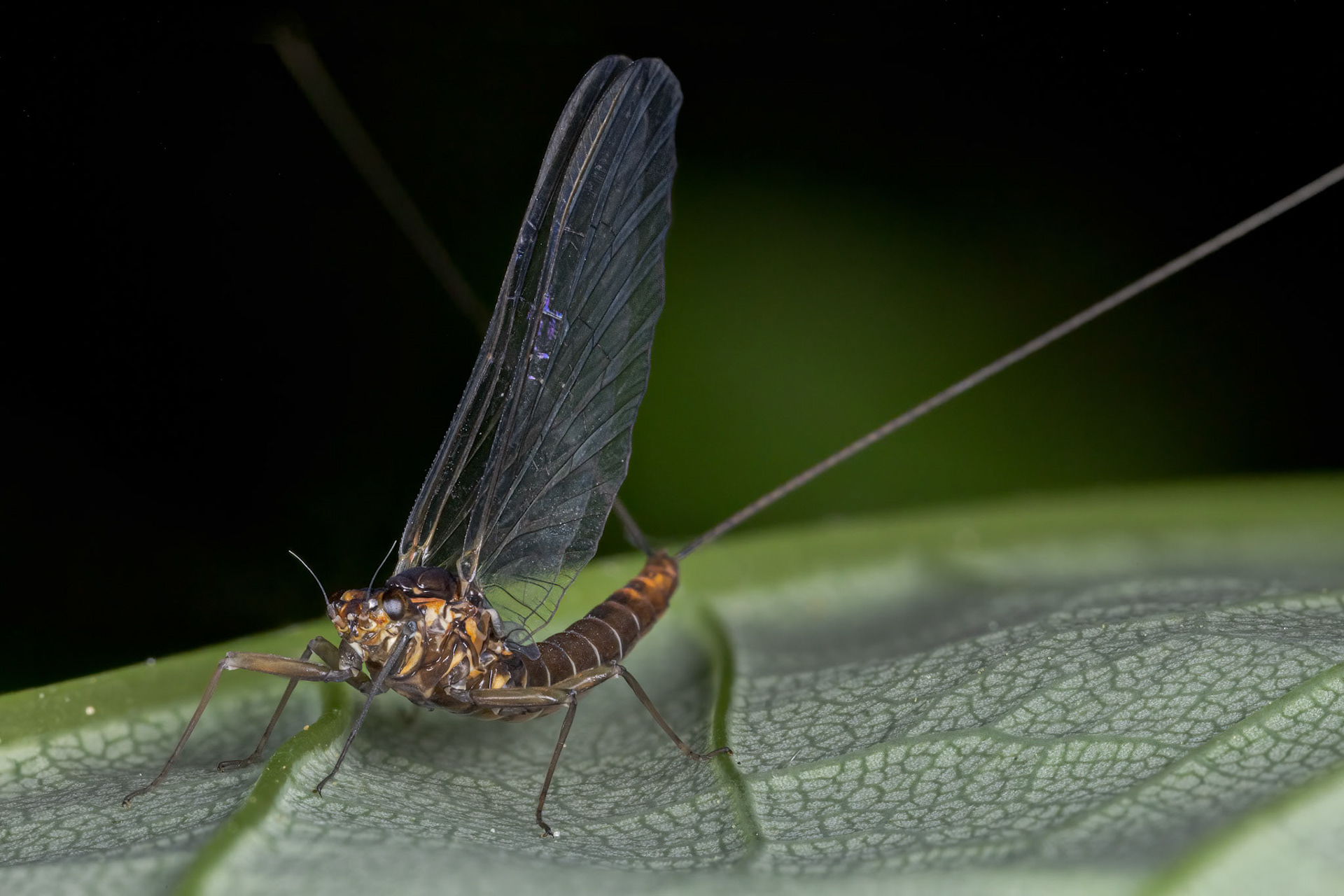 Large Dark Olive Mayfly (Baetis rhodani)