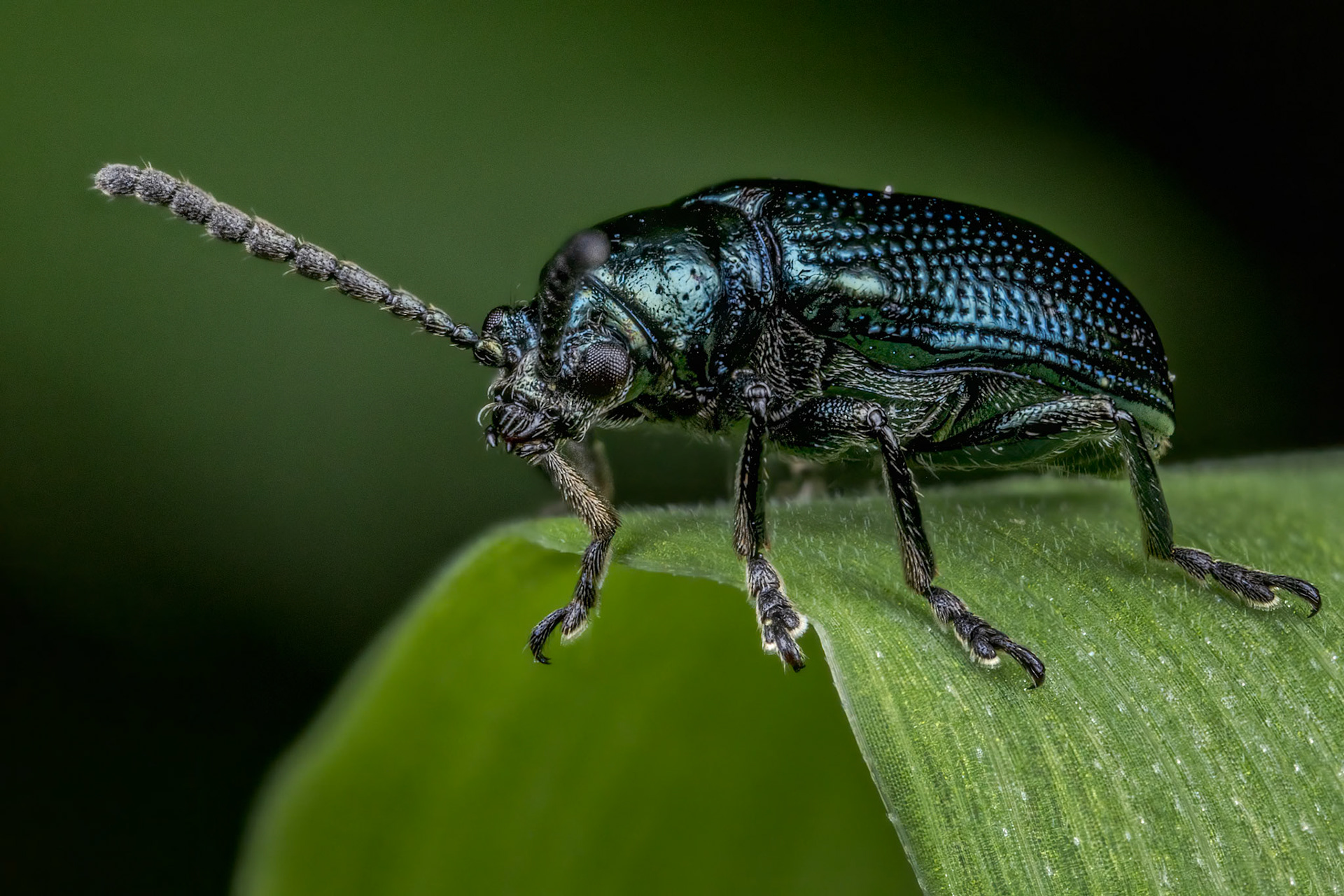 Leaf Beetle (Lema cyanella)