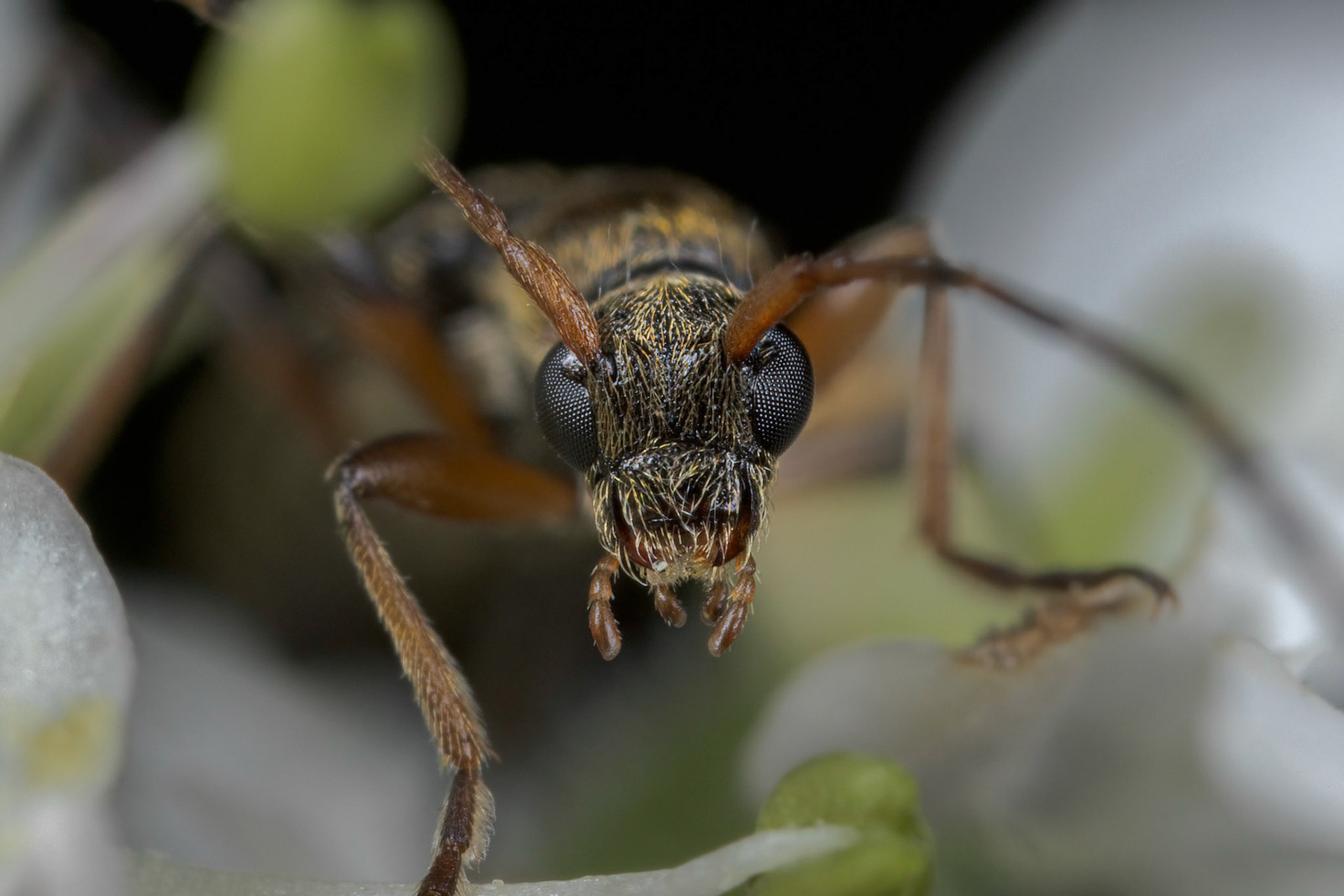 Longhorn Beetle (Cerambycidae)