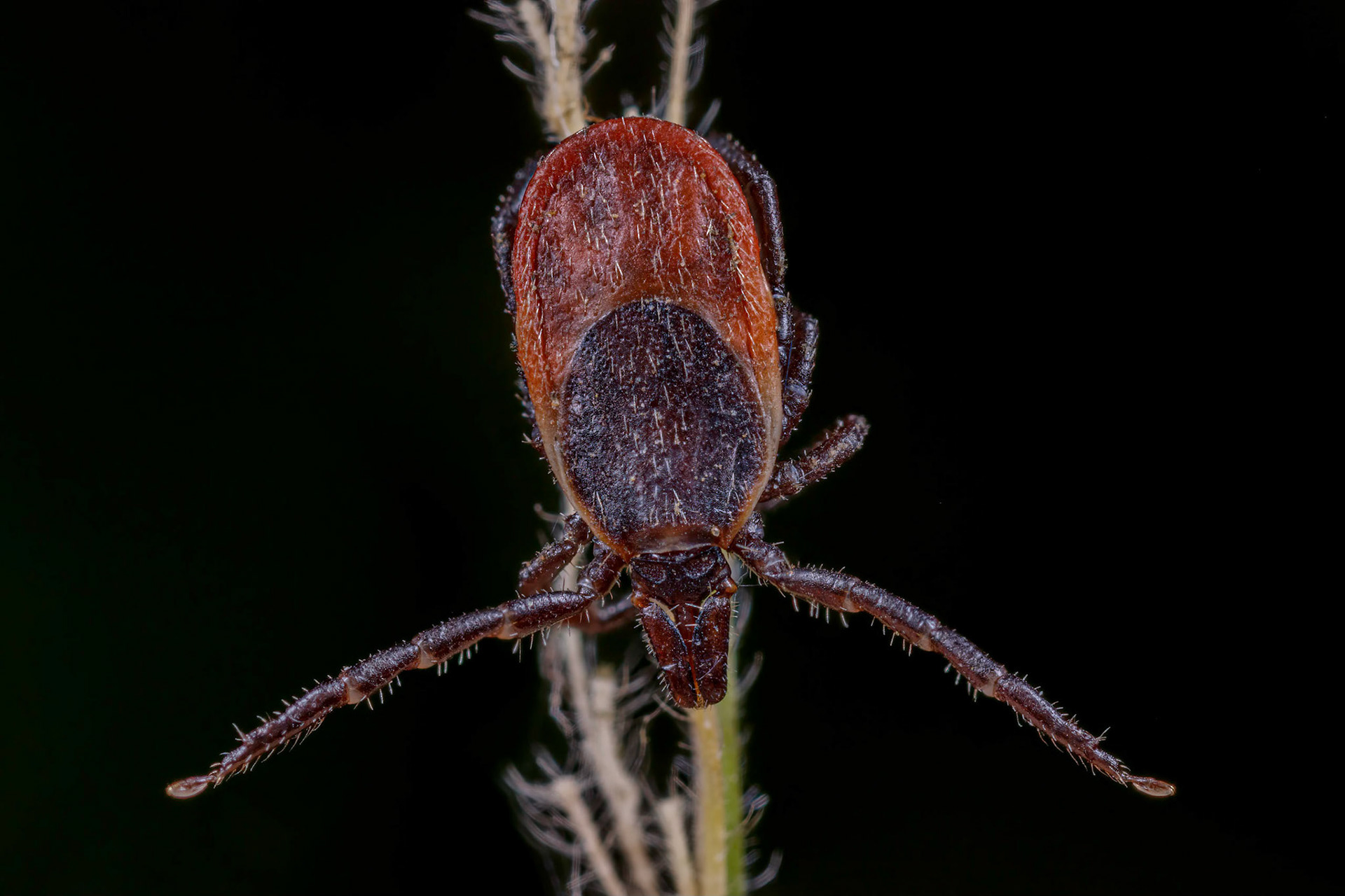 Hard Tick (Ixodes Ricinus)
