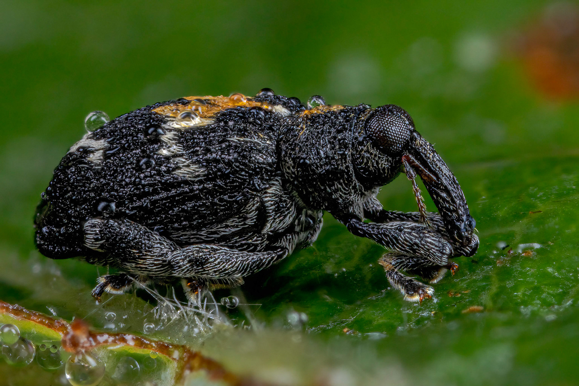 Flea Weevil (Tachyerges salicis)