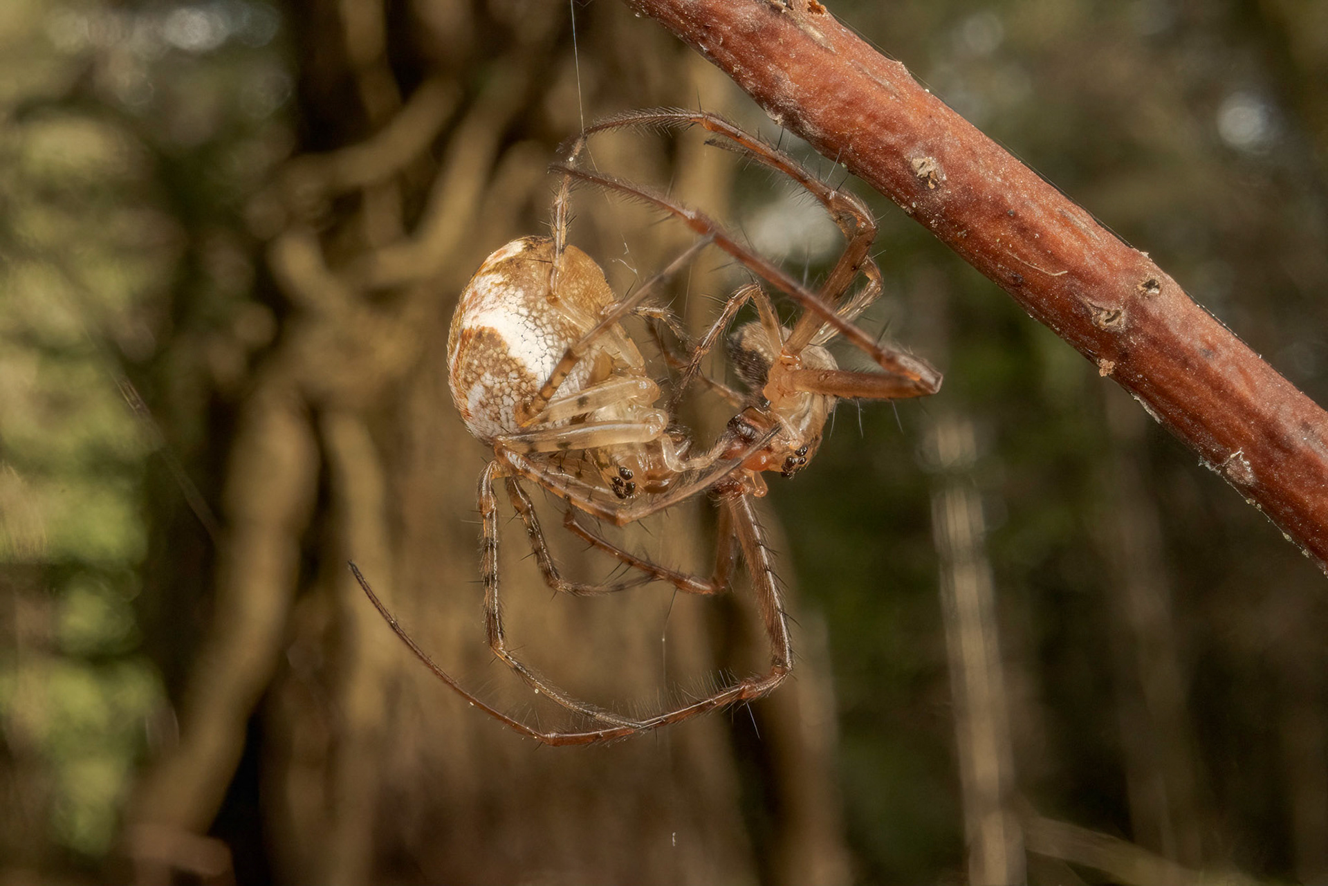 Long-jawed orb-weaver spider (Metellina mengei)