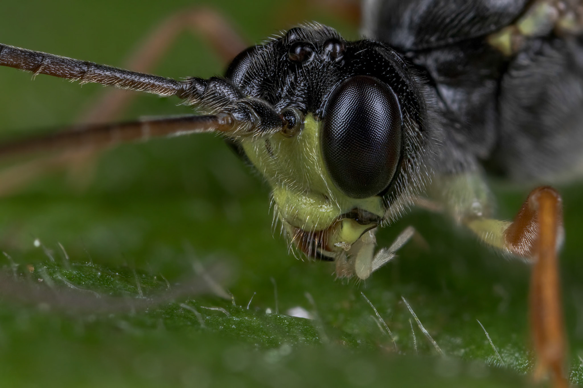 Parasitoid Wasp (Ichneumonidae)