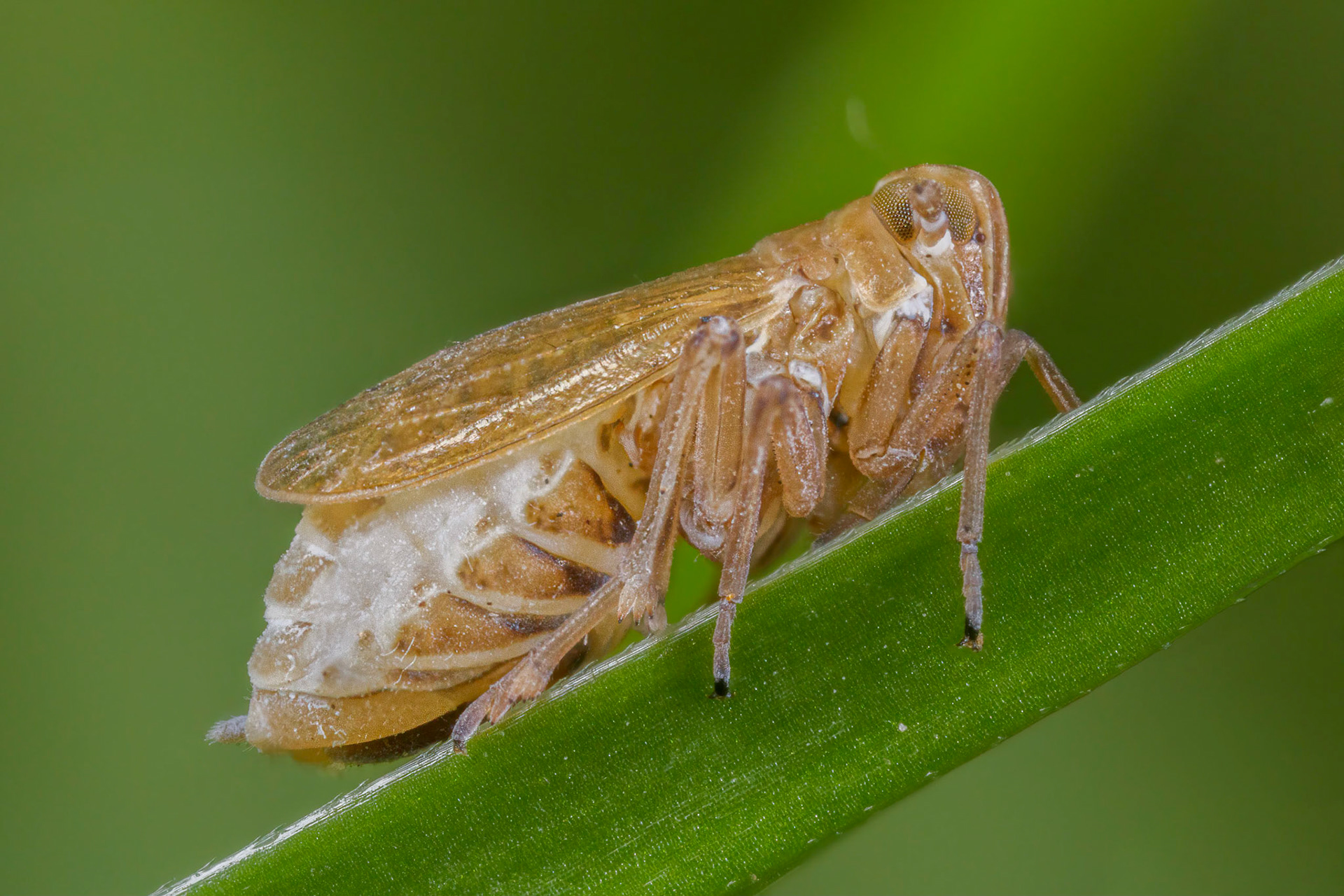 Planthopper (Javesella pellucida) (Possibly)