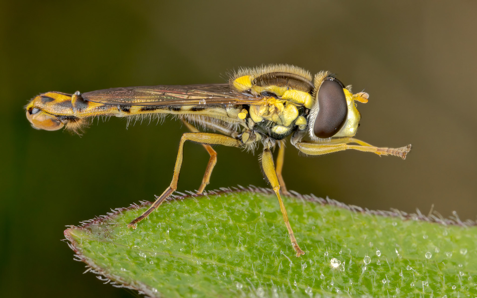 Common Globetail (Sphaerophoria scripta)