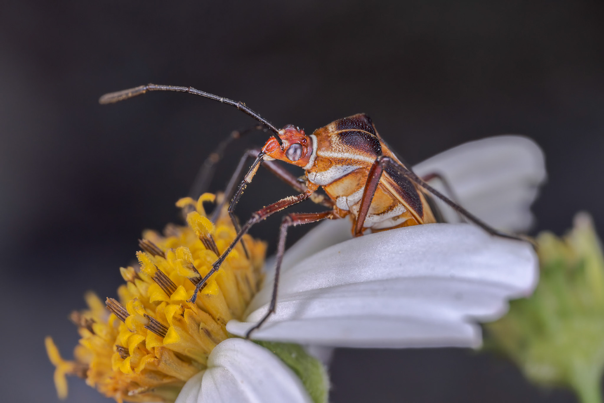 Leaf-footed Bug (Hypselonotus interruptus)