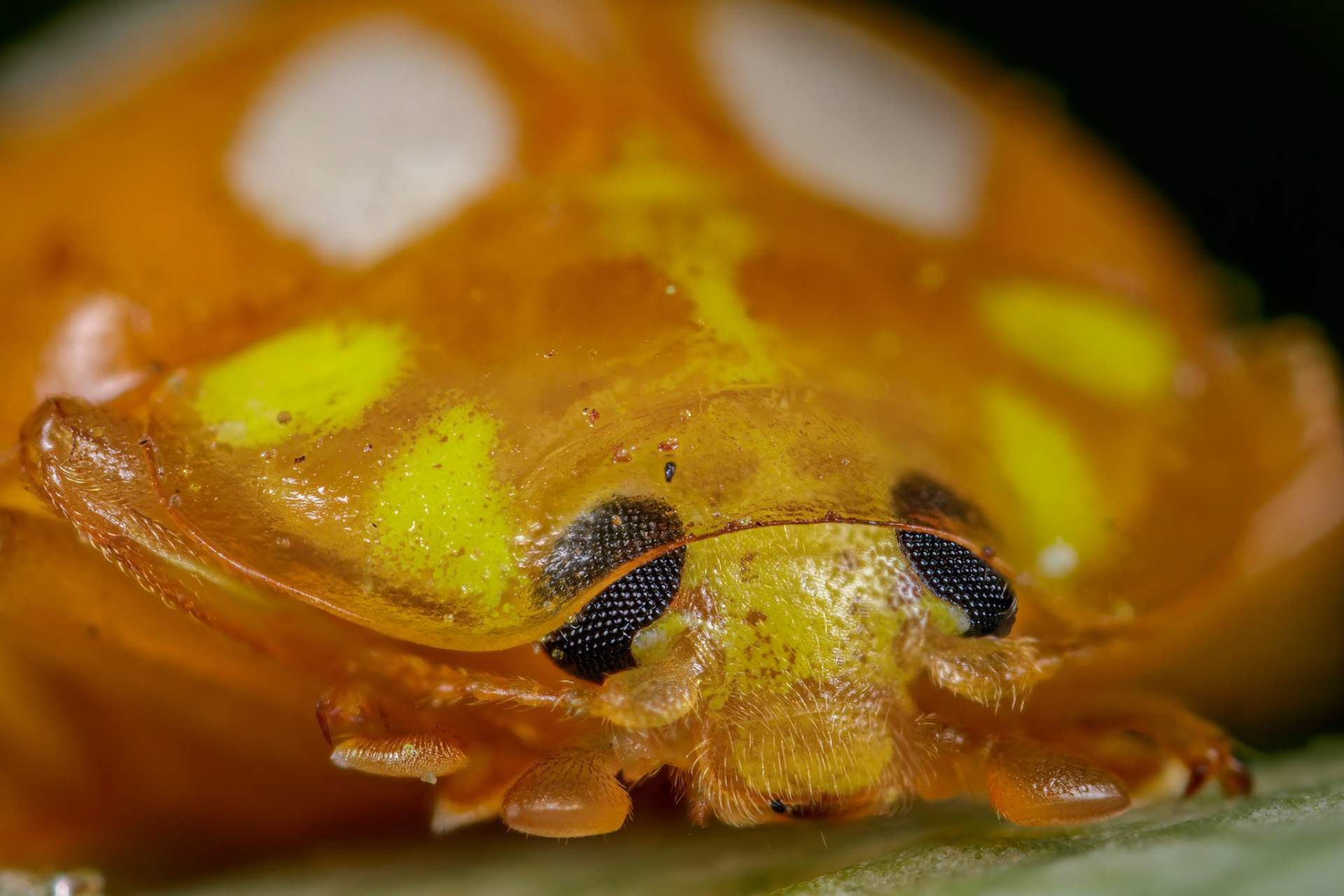 Orange Ladybird (Halyzia sedecimguttata)