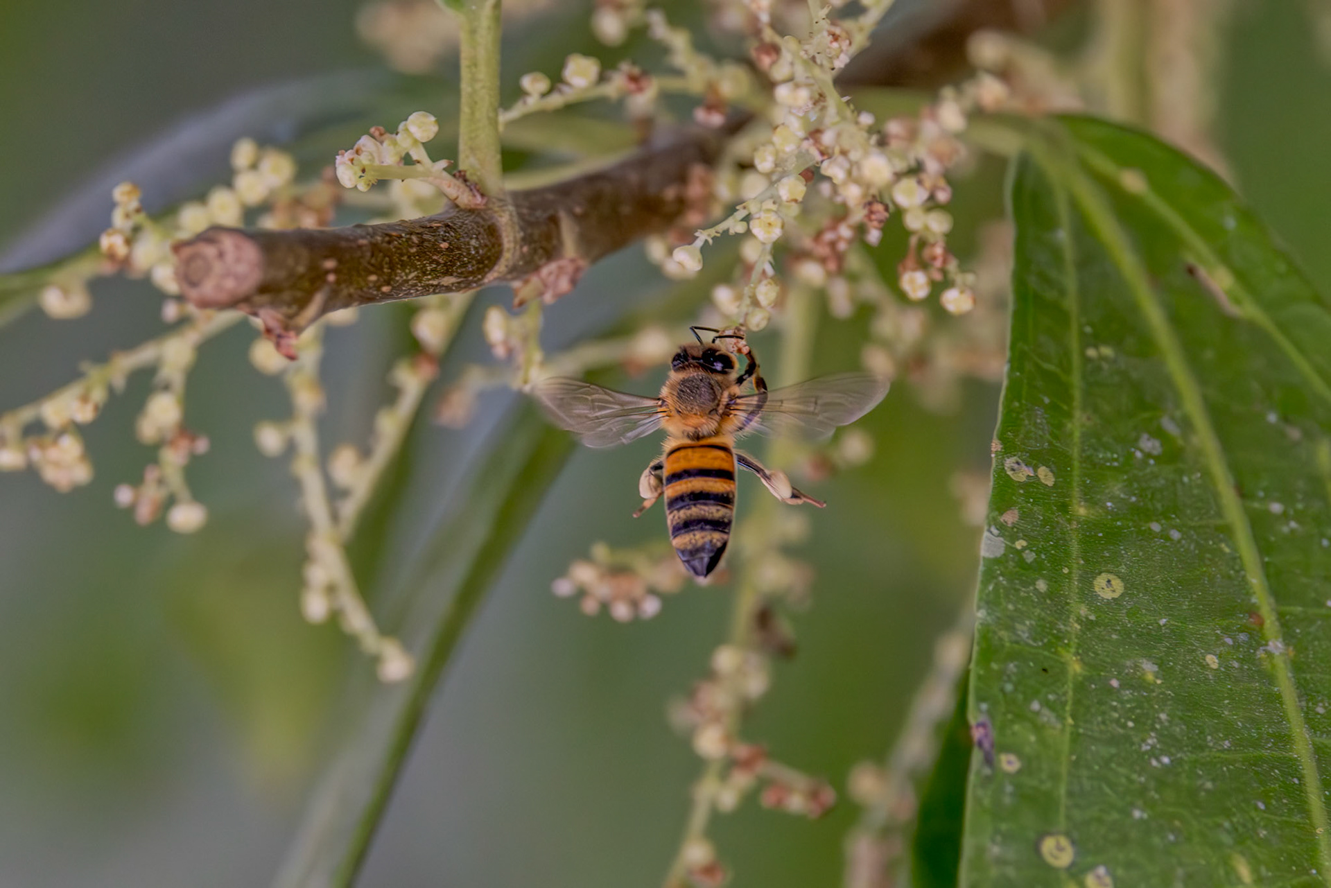 Western Honey Bee (Apis mellifera)