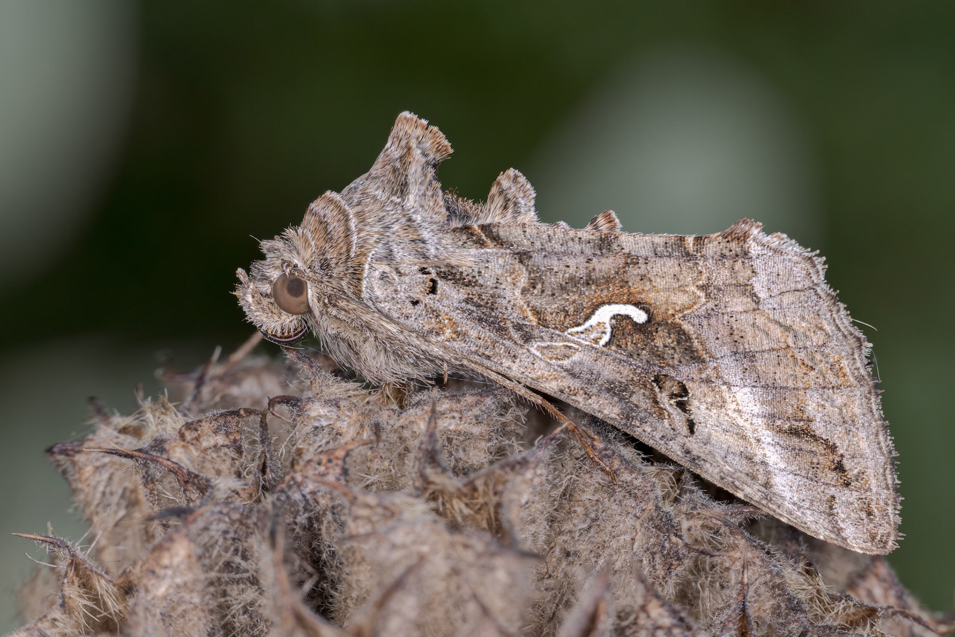 Silver Y (Autographa gamma)