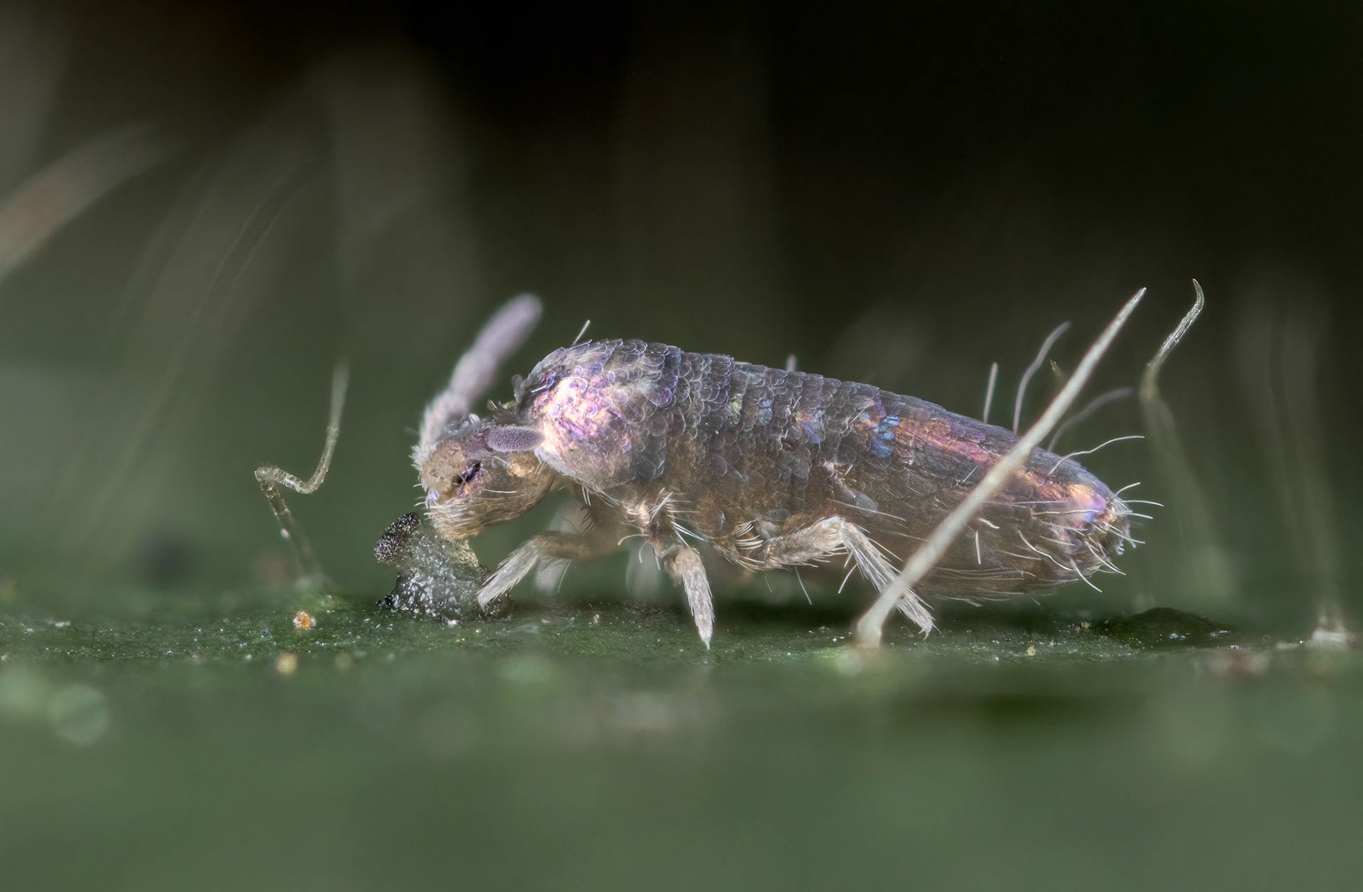 Lepidocyrtus violaceus