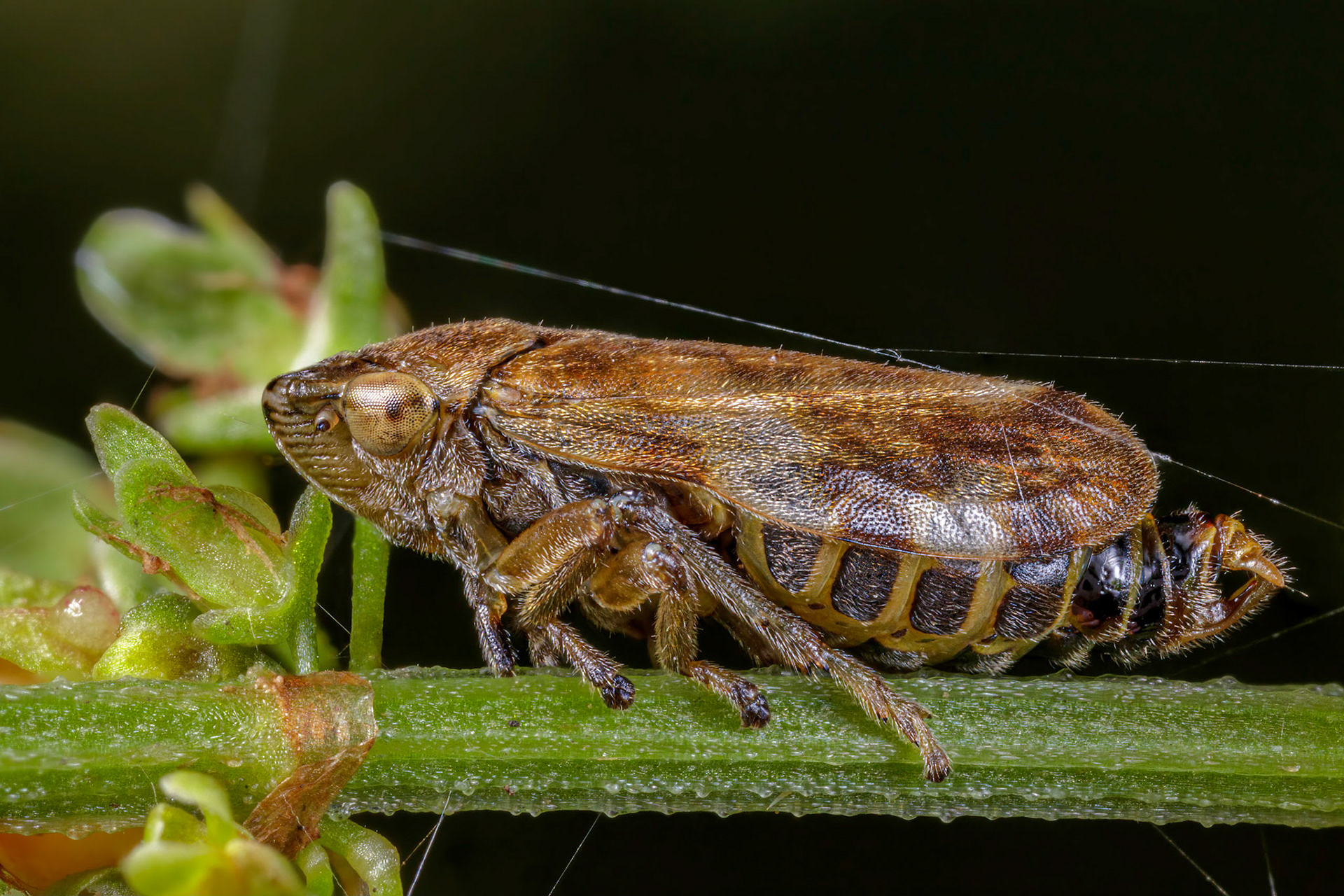 Common Froghopper (Philaenus spumarius)