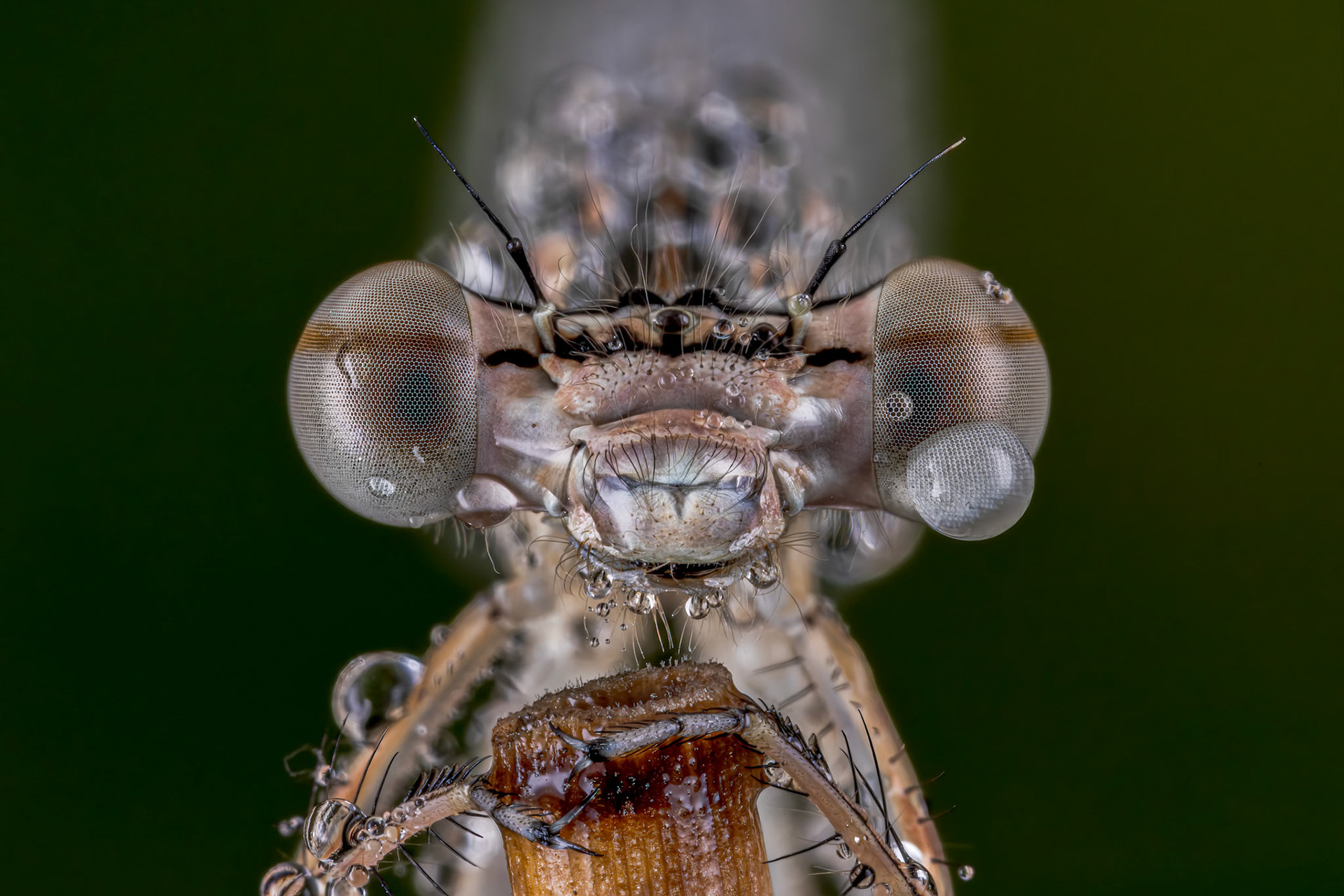 White-legged Damselfly (Platycnemis pennipes)