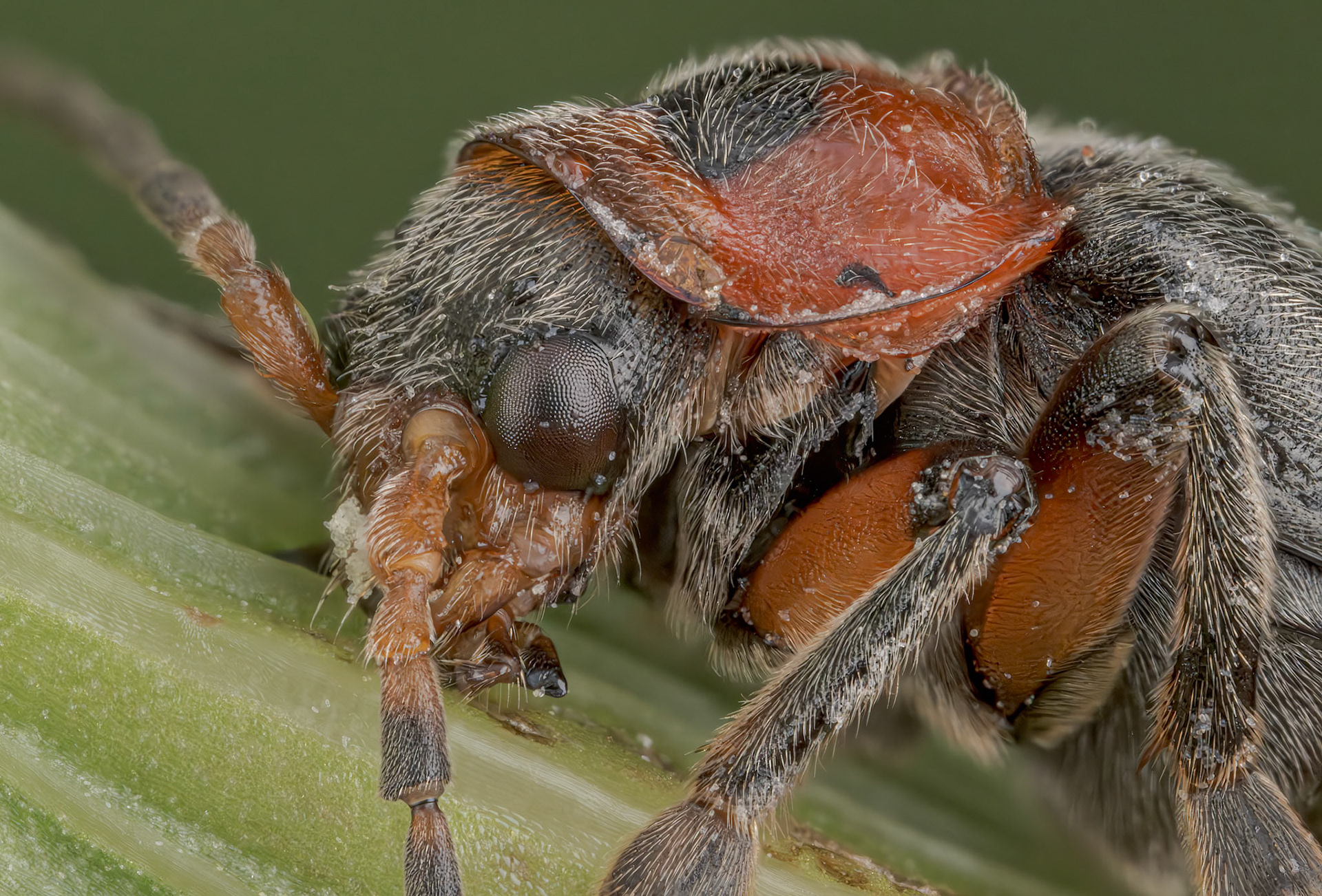 Rustic Sailor Beetle (Cantharis rustica)