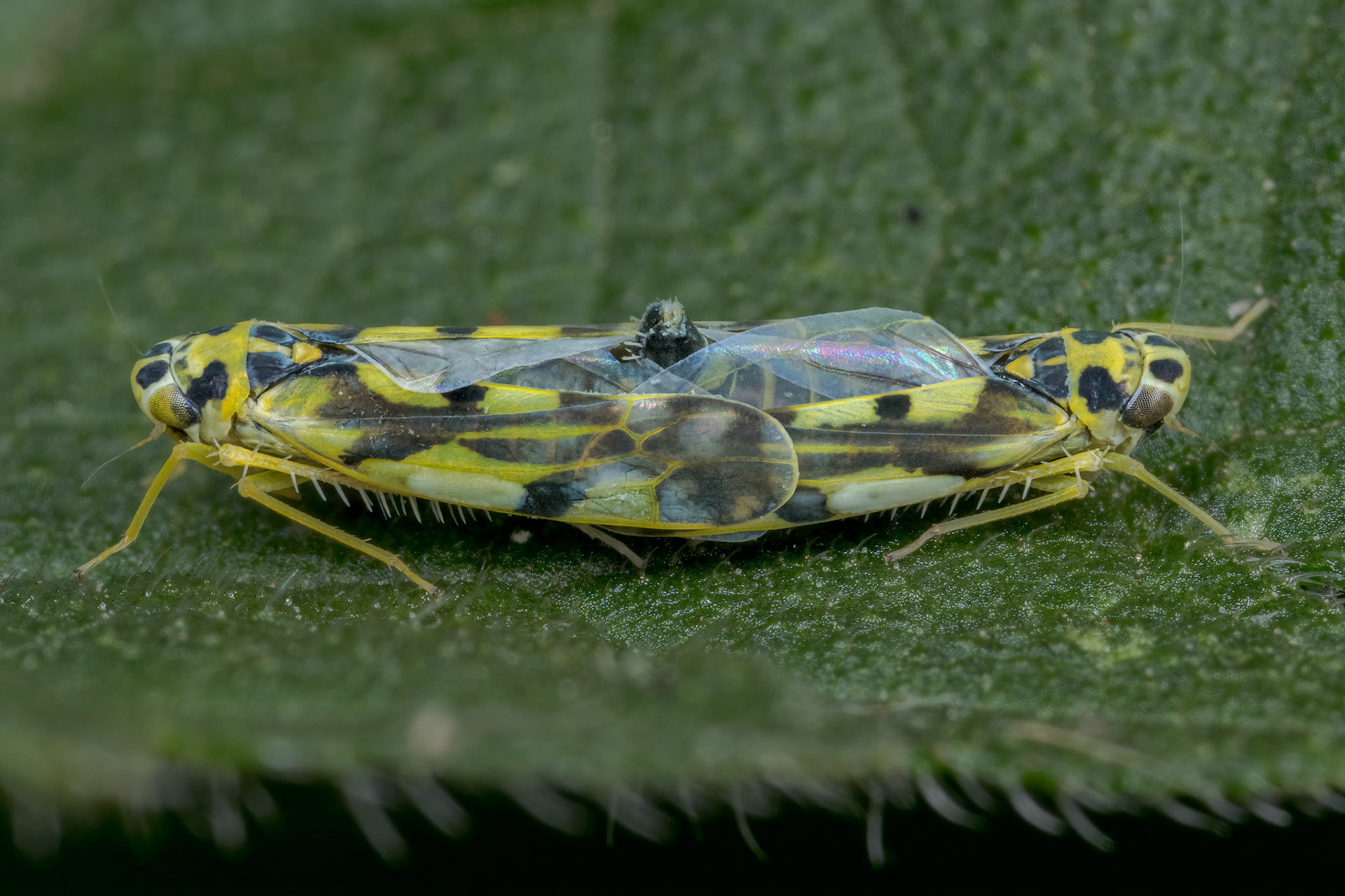 Potato Leafhoppers (Eupteryx aurata)