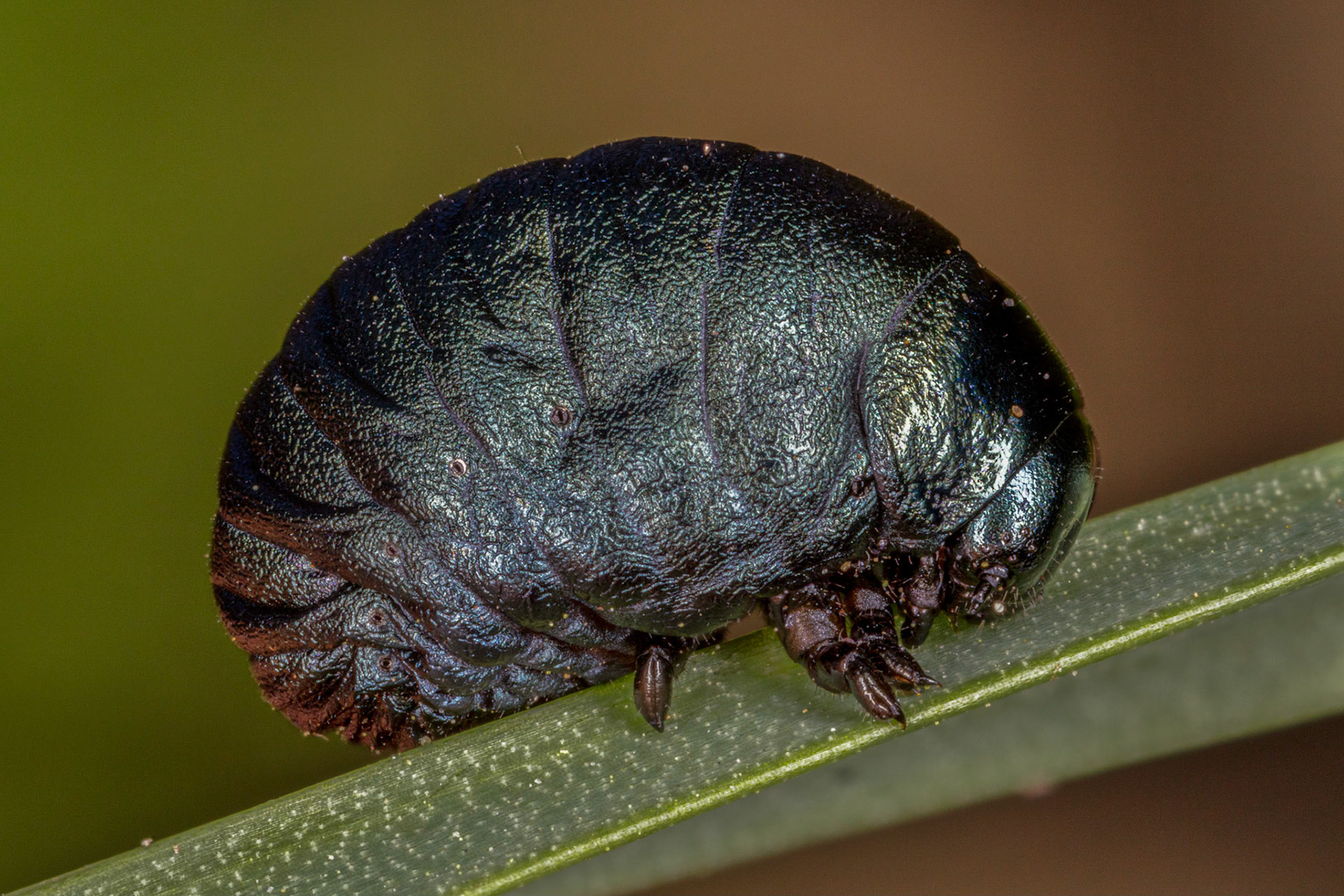 Bloody-Nosed Beetle Nymph (Timarcha tenebricosa)
