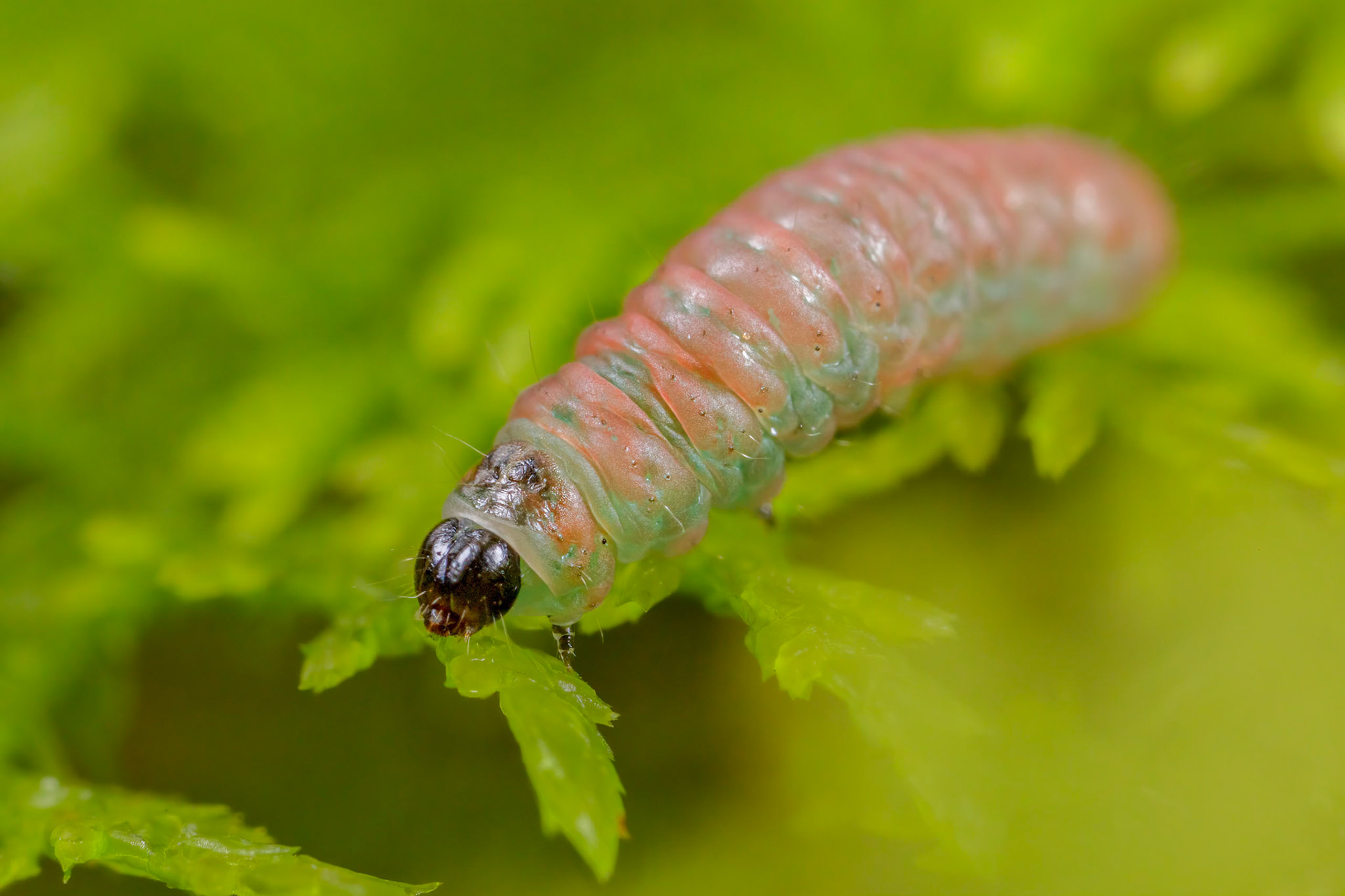 Photo Stack: 2Crop: 3x2