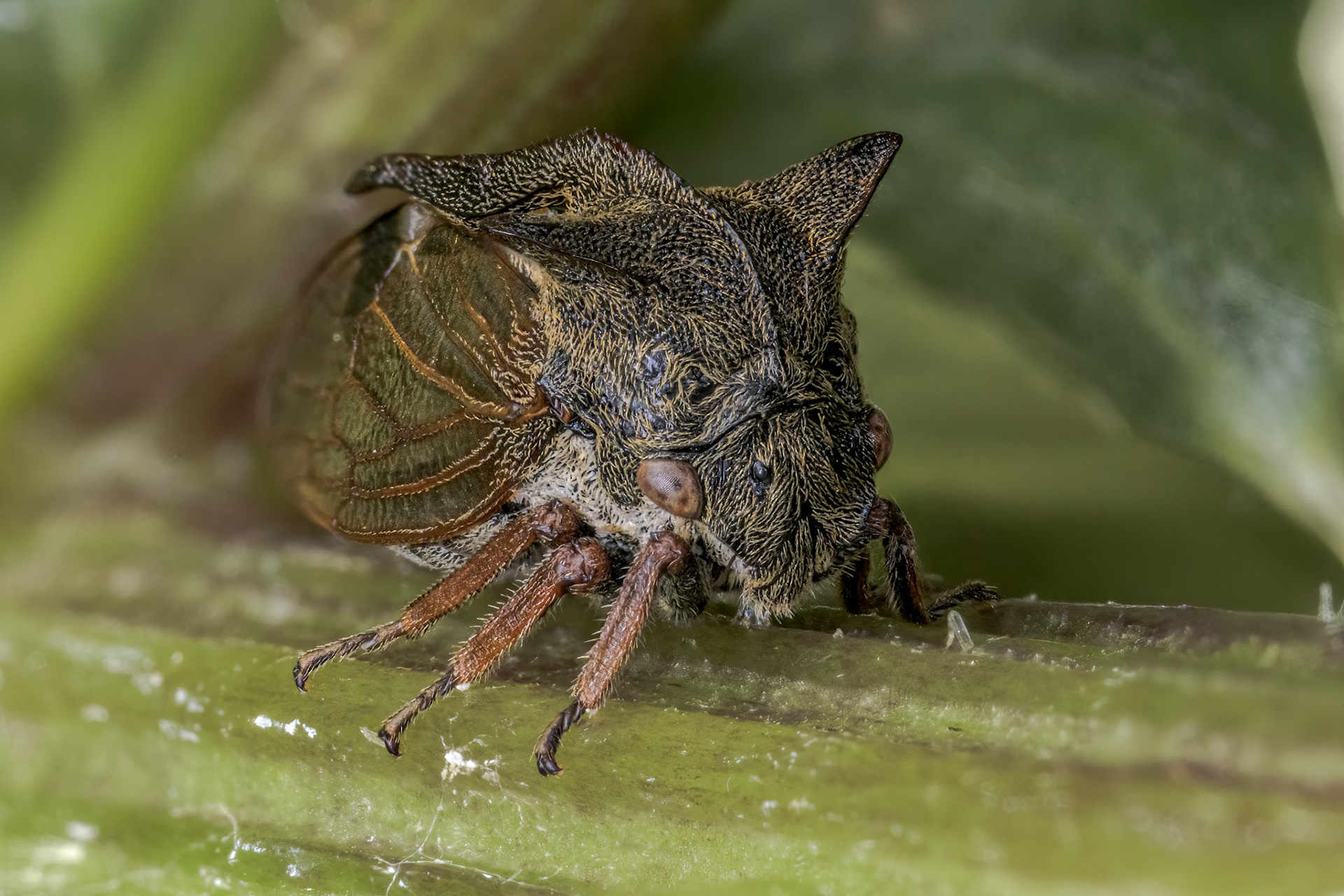 Horned Treehopper (Centrotus cornutus)