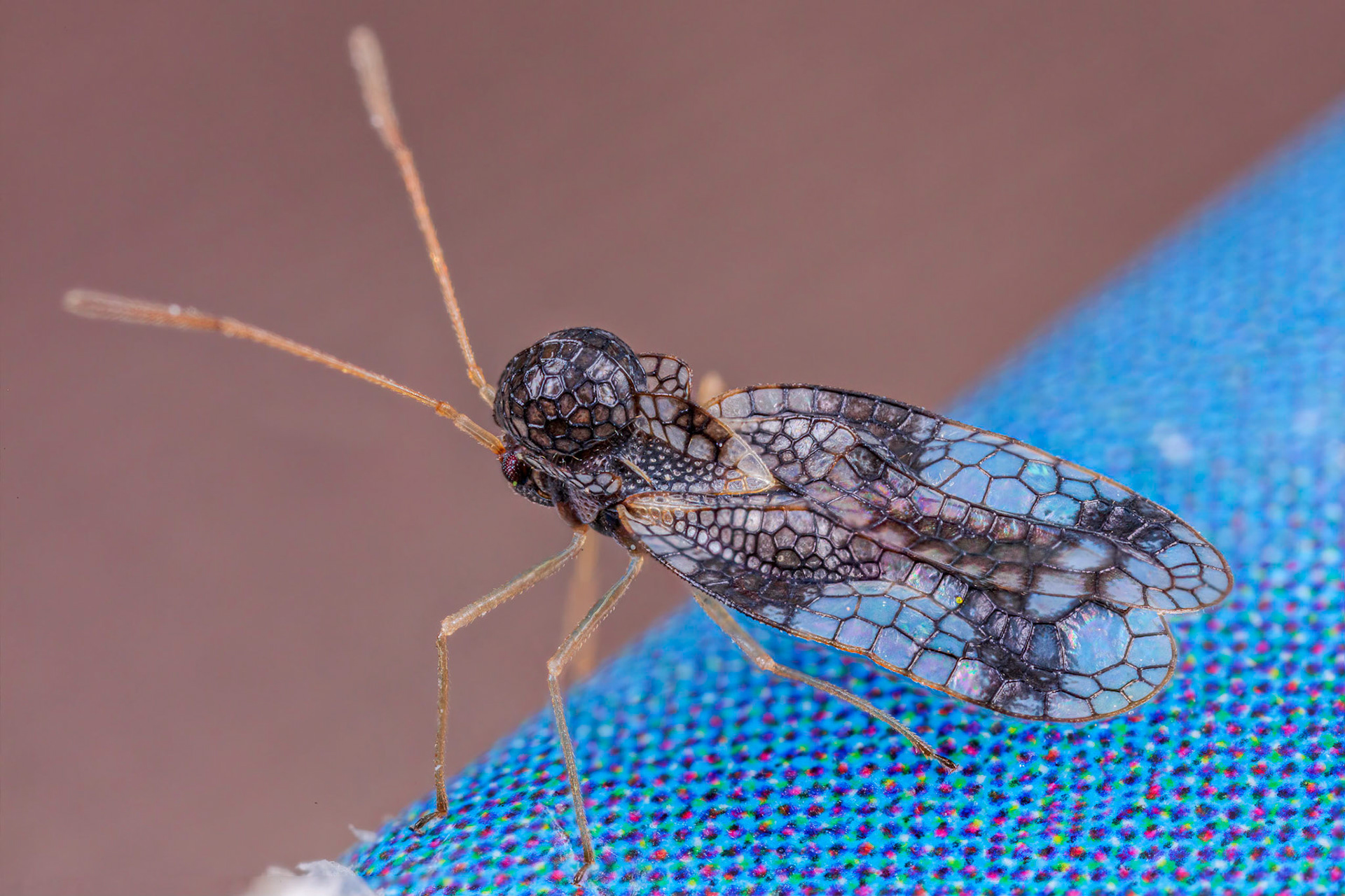 Andromeda Lacebug (Stephanitis takeyai)