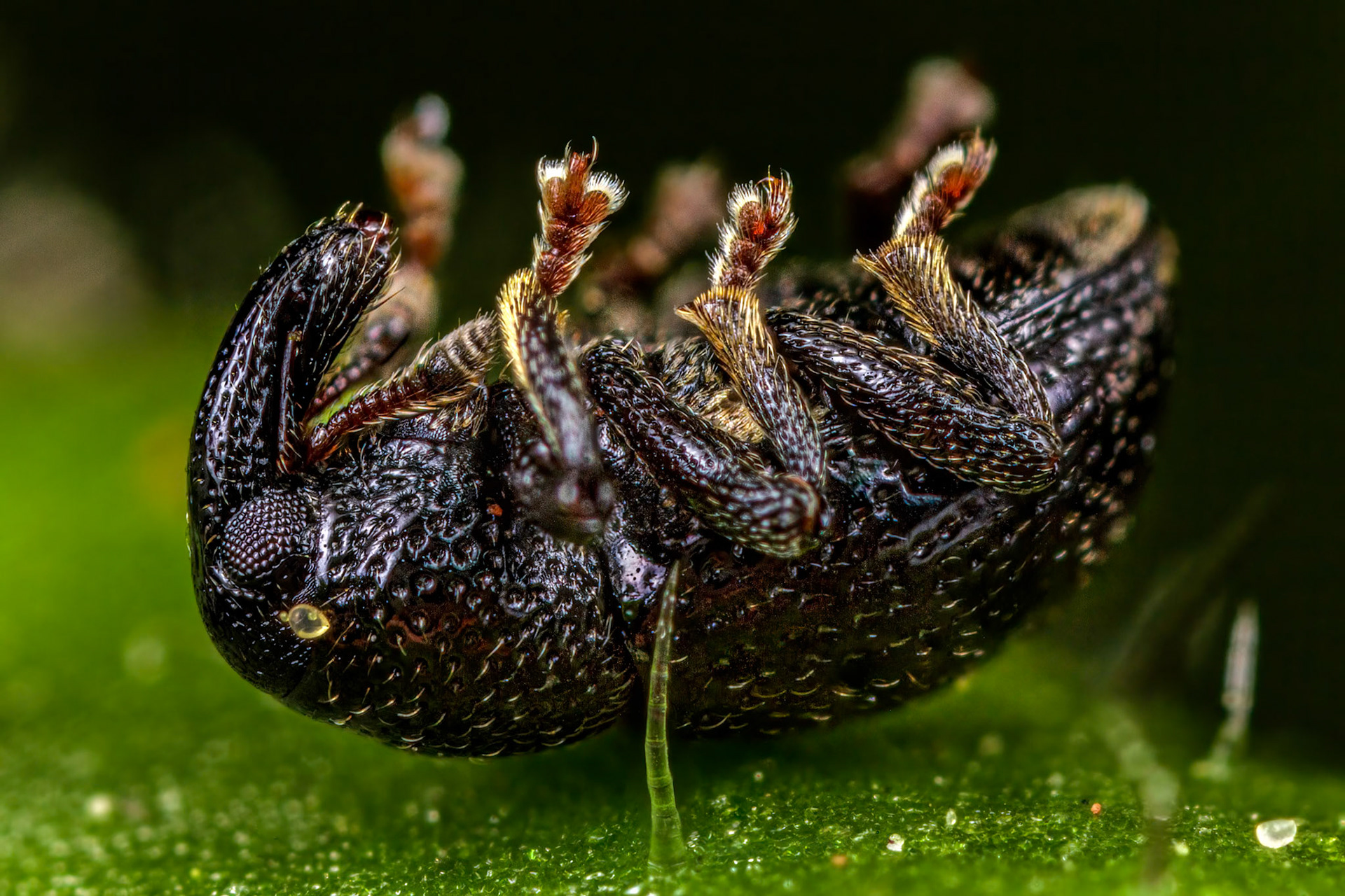 Typical Weevil (Leiosoma deflexum)