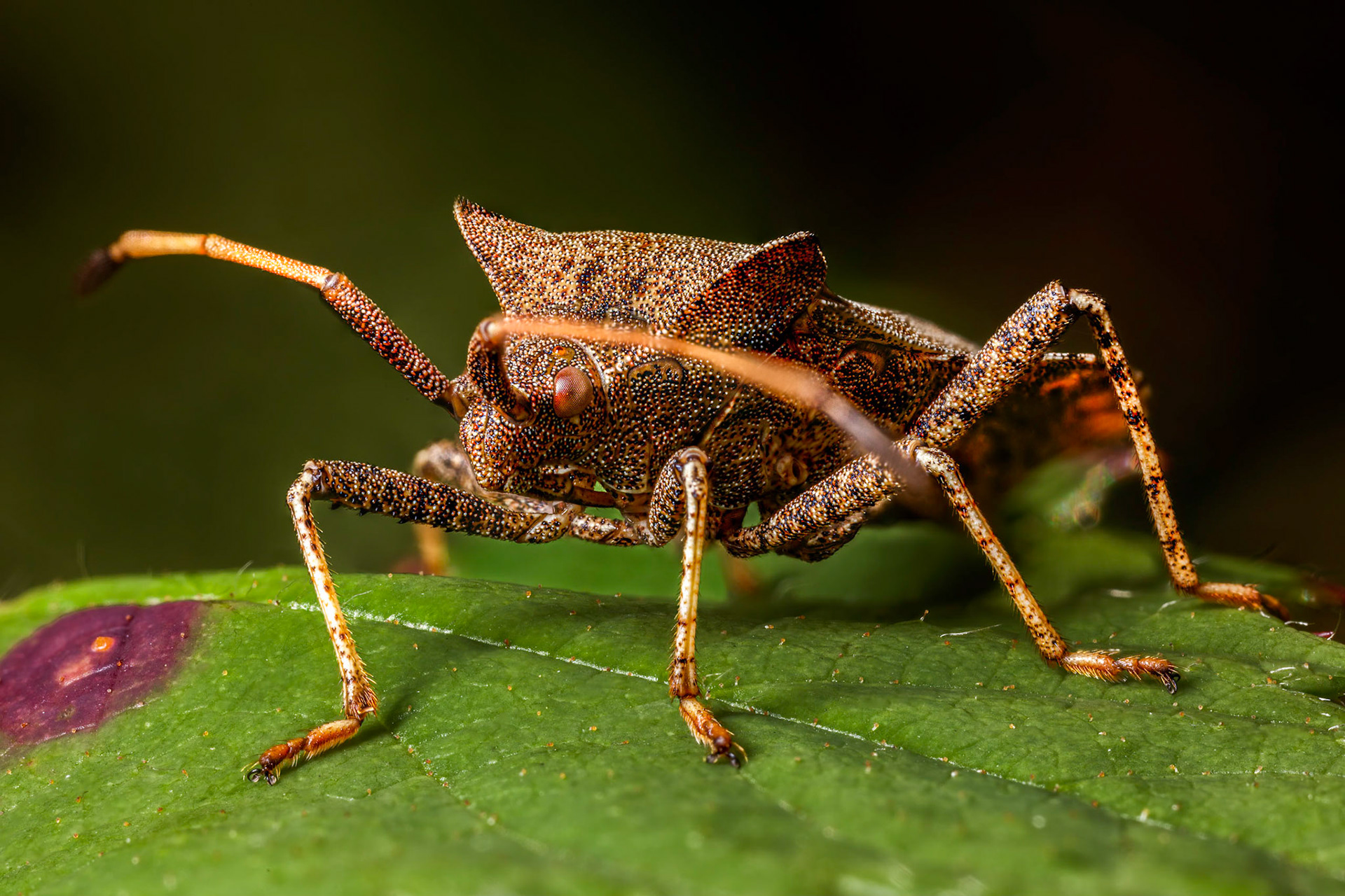 Dock Bug (Coreus marginatus)
