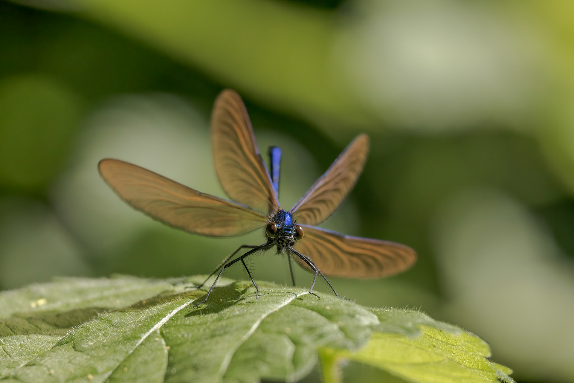 Beautiful Demoiselle (Calopteryx virgo)