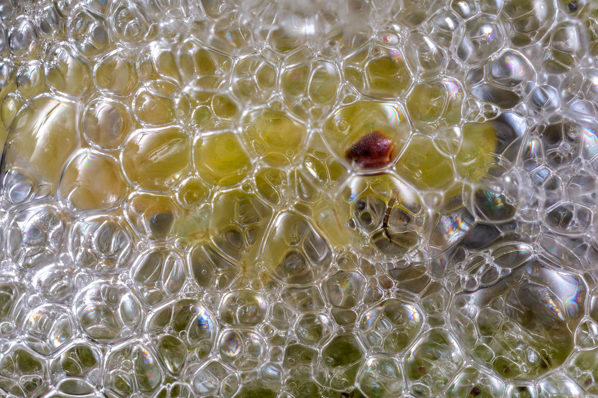 Spittlebug (Philaenus spumarius)