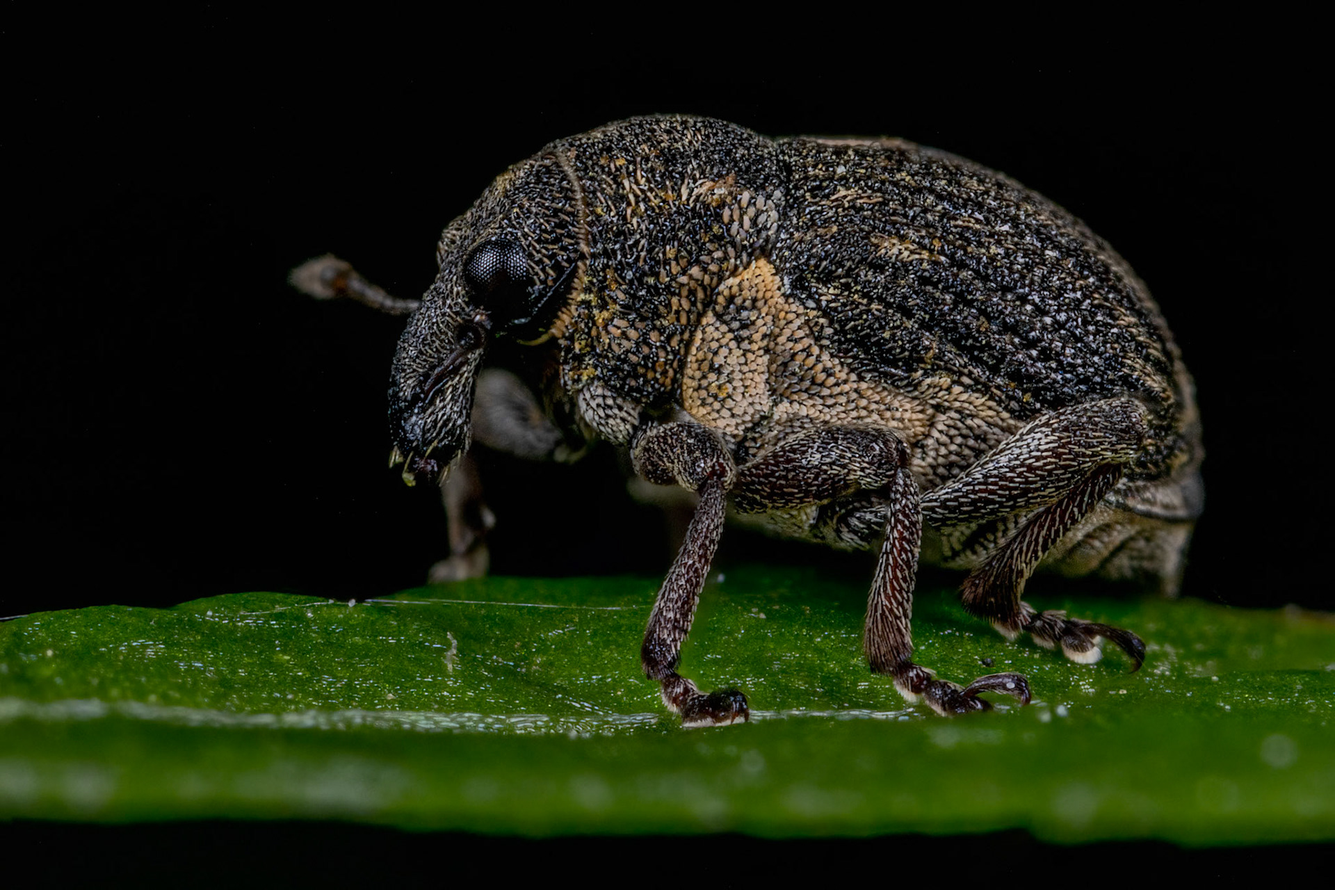 Rhinoncus Pericarpius