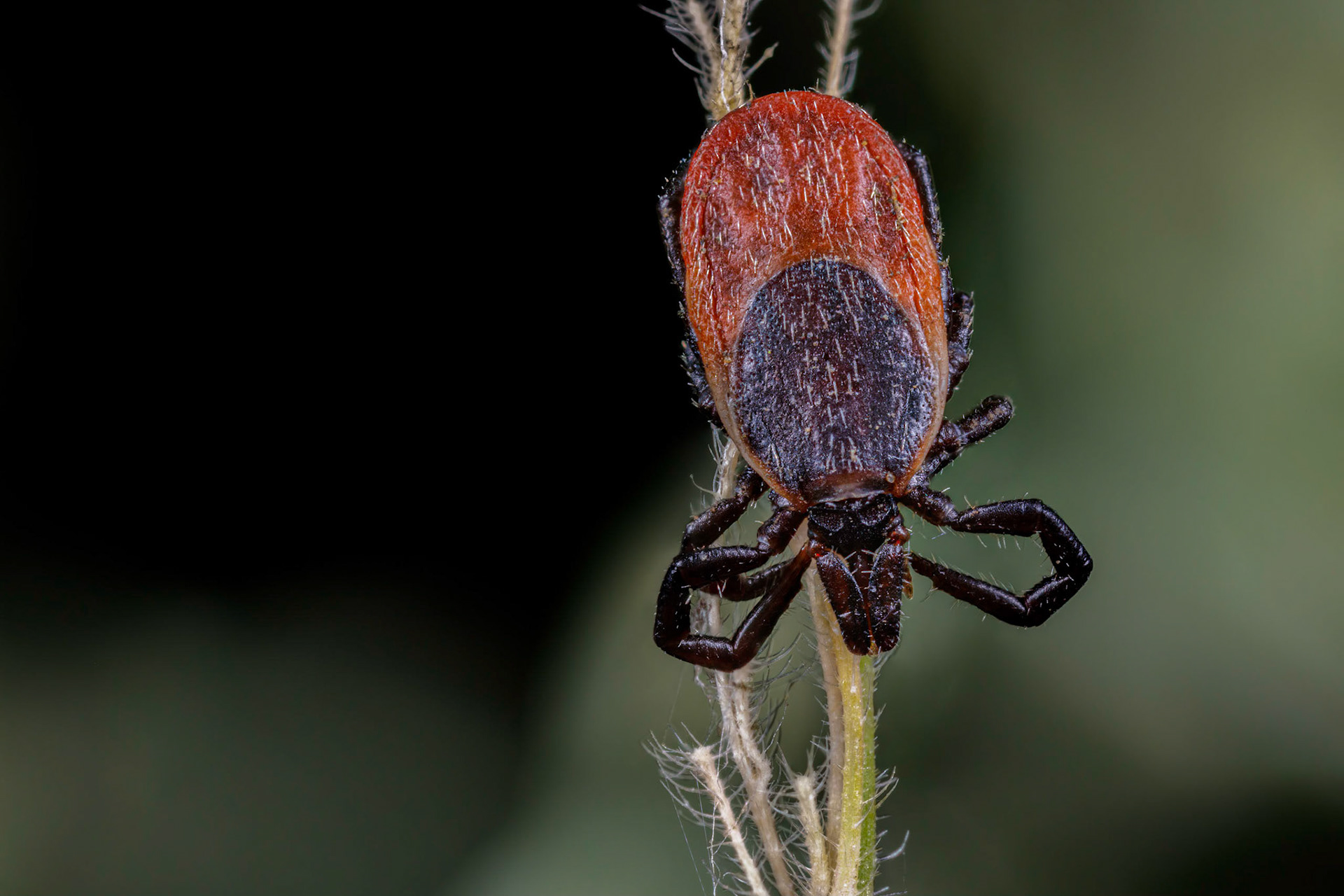 Hard Tick (Ixodes Ricinus)