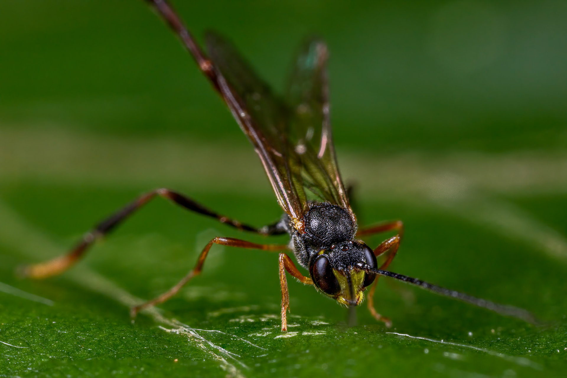 Parasitoid Wasp (Ichneumonidae)