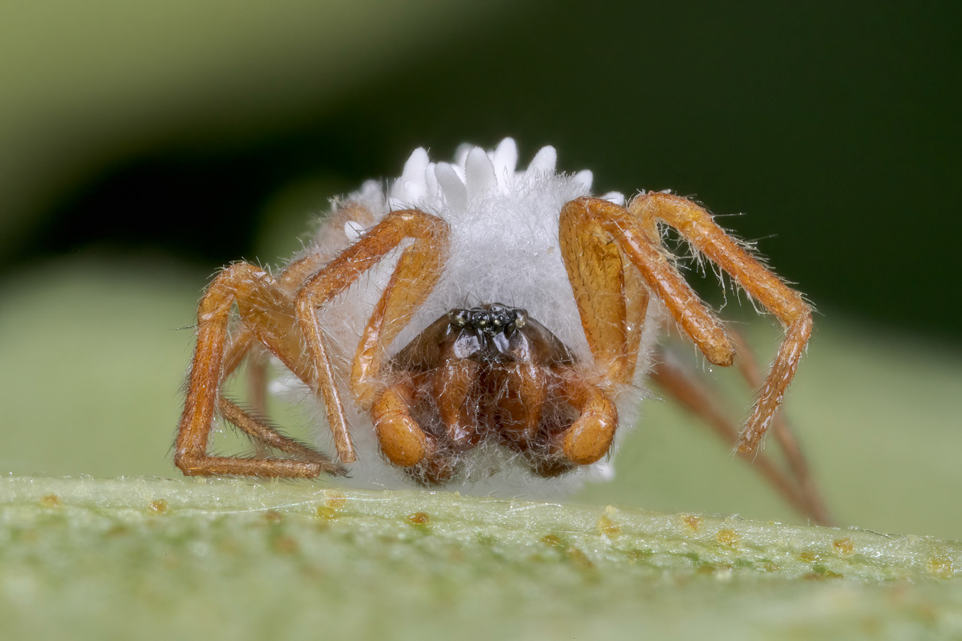 Spider Killed by Fungus