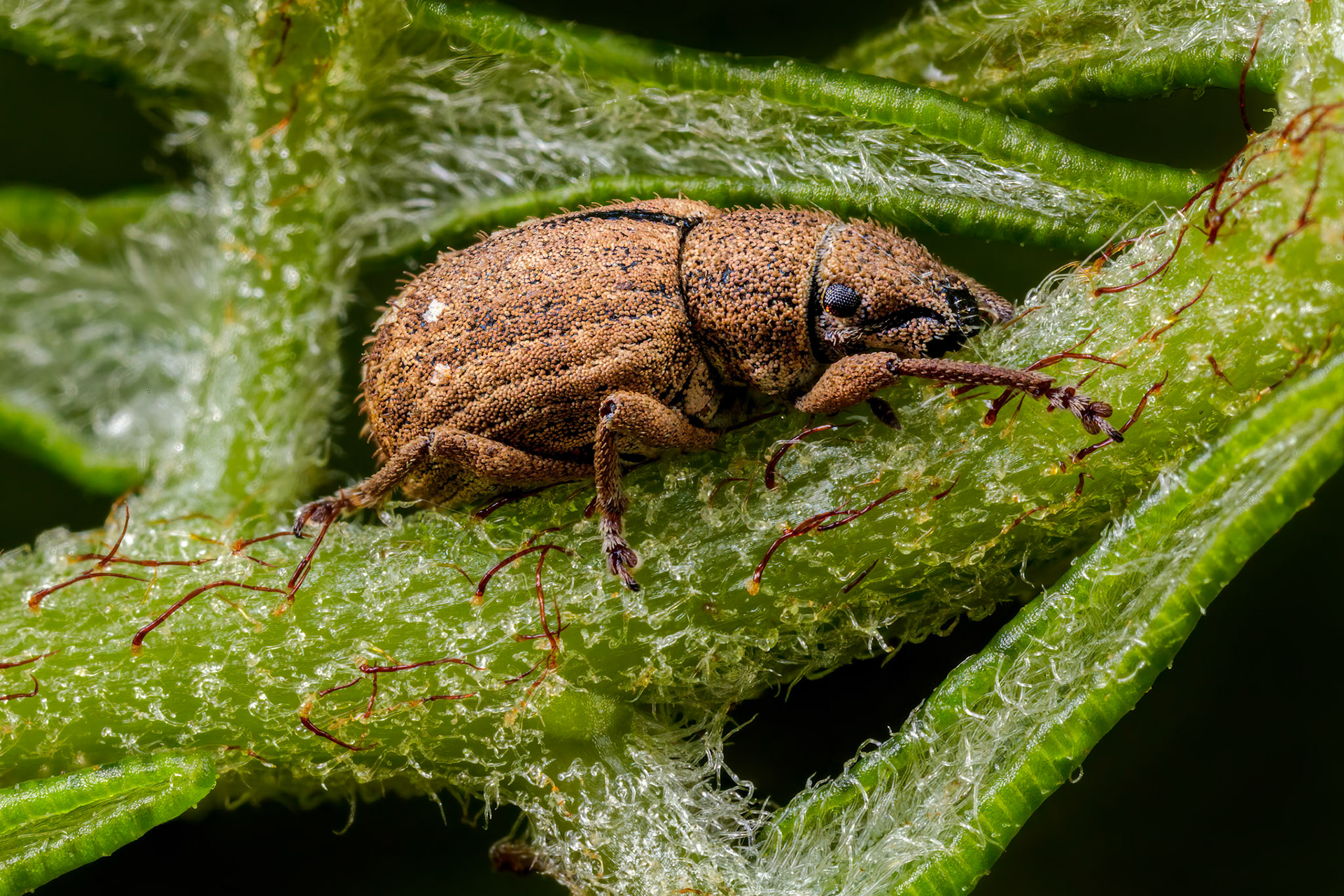 True Weevil (Curculionidae)
