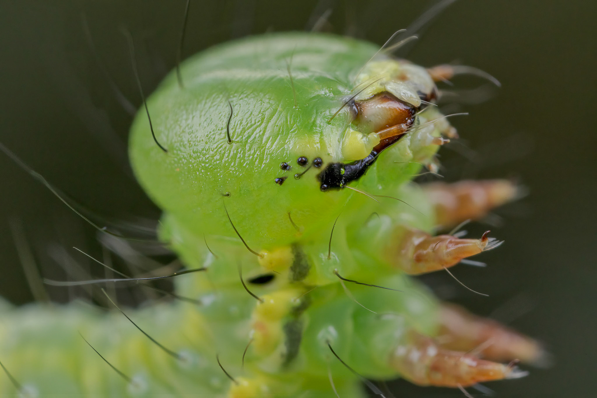 Coxcomb Prominent caterpillar (Ptilodon capucina)