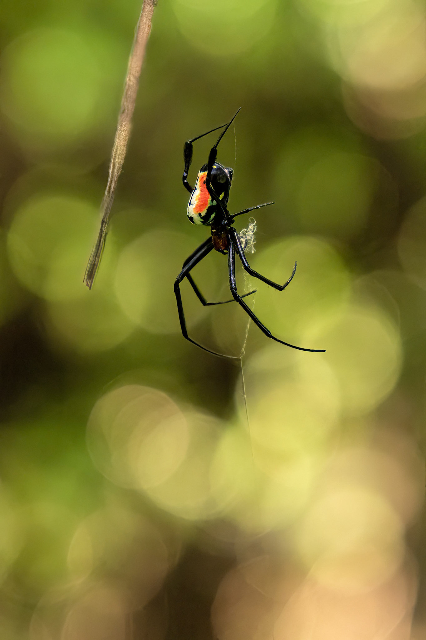 Leucauge grata