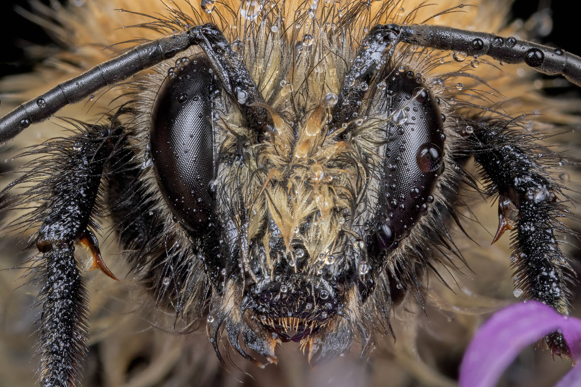 Common Carder Bumblebee (Bombus pascuorum)