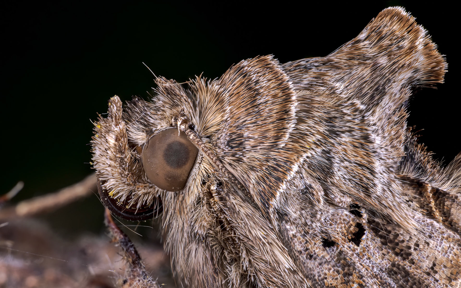 Silver Y (Autographa gamma)