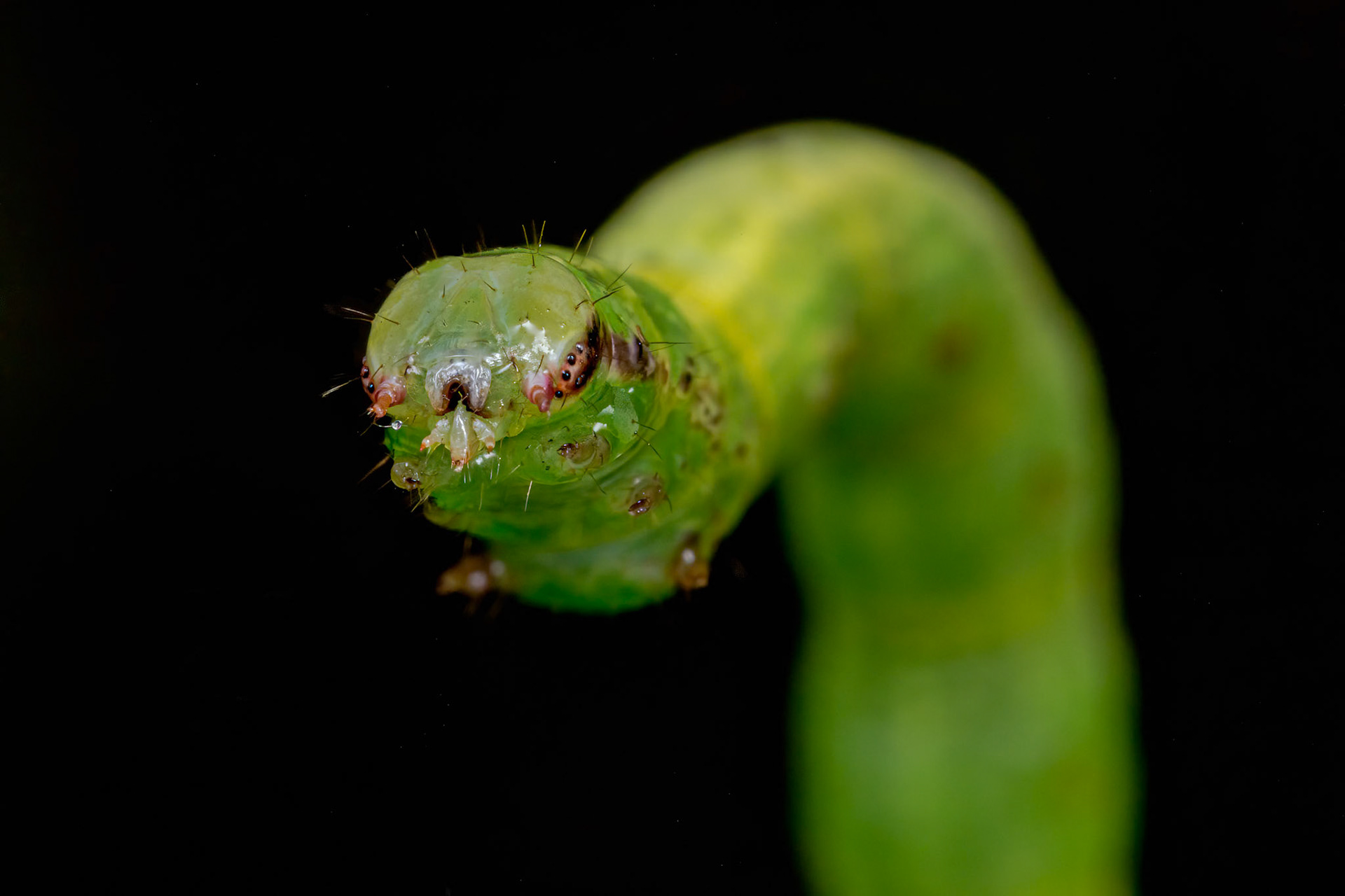 Common Wave (Cabera exanthemata) caterpillar