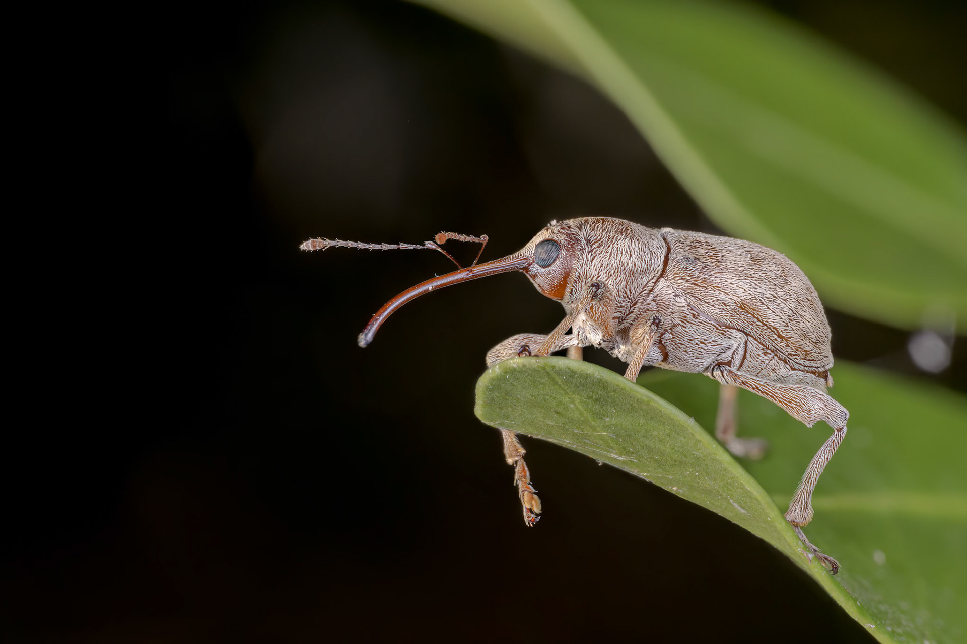 Acorn Weevil (Curculio glandium)