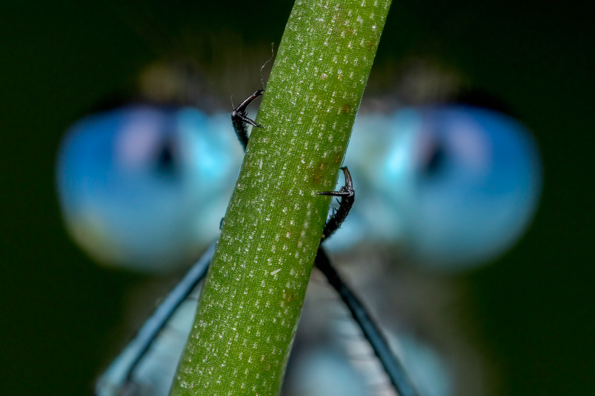 Blue-tailed Damselfly (Ischnura elegans)