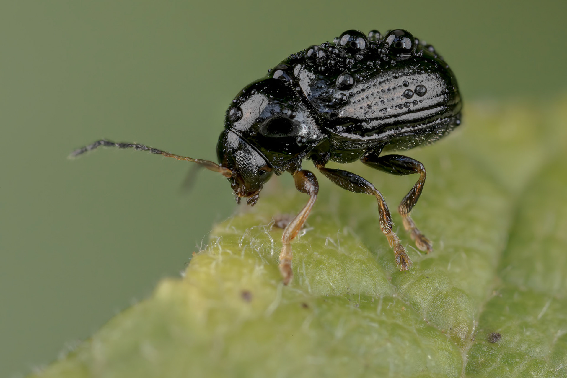 Common Black Pot Beetle (Cryptocephalus labiatus)