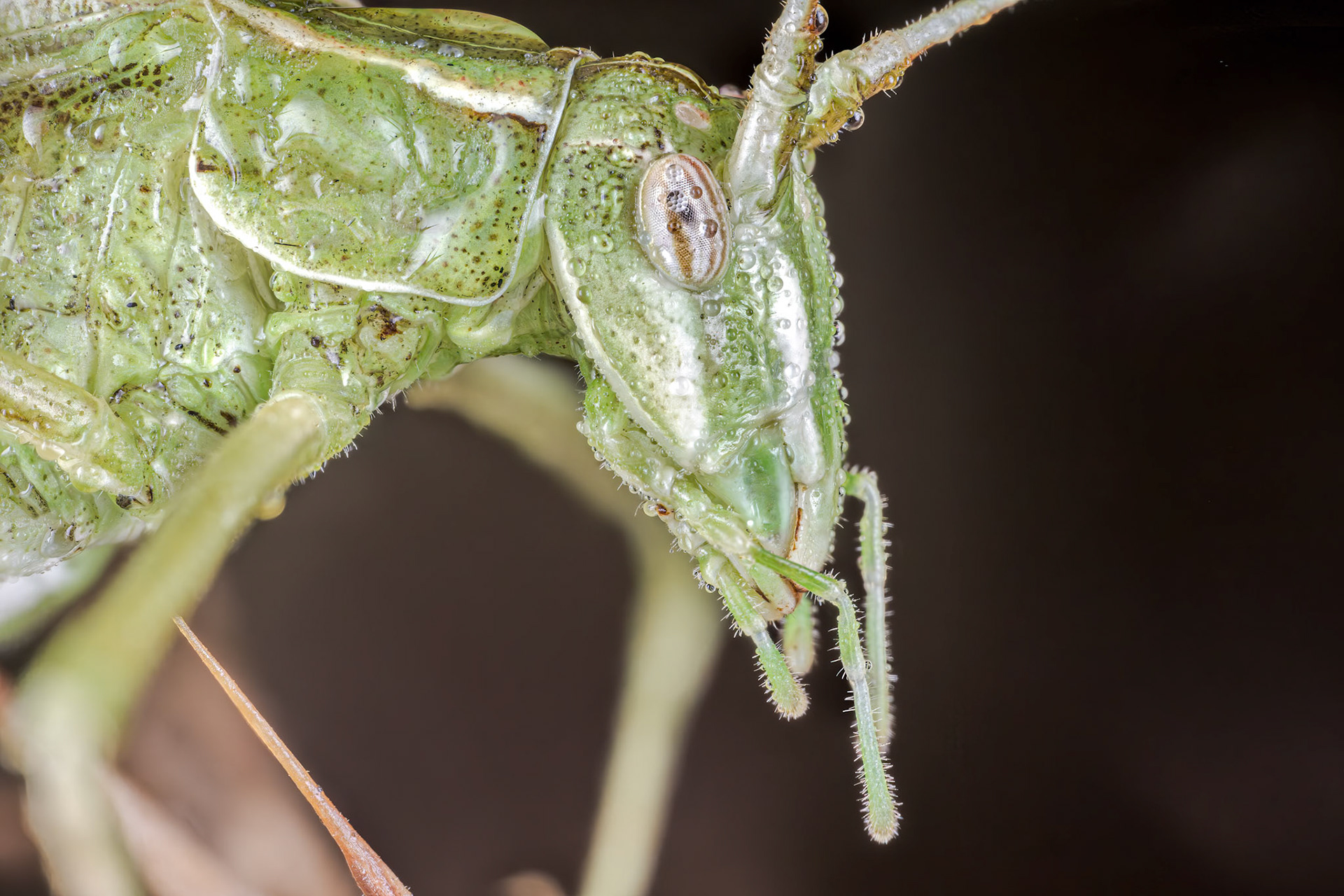 Lily Bush-Cricket (Tylopsis lilifolia)