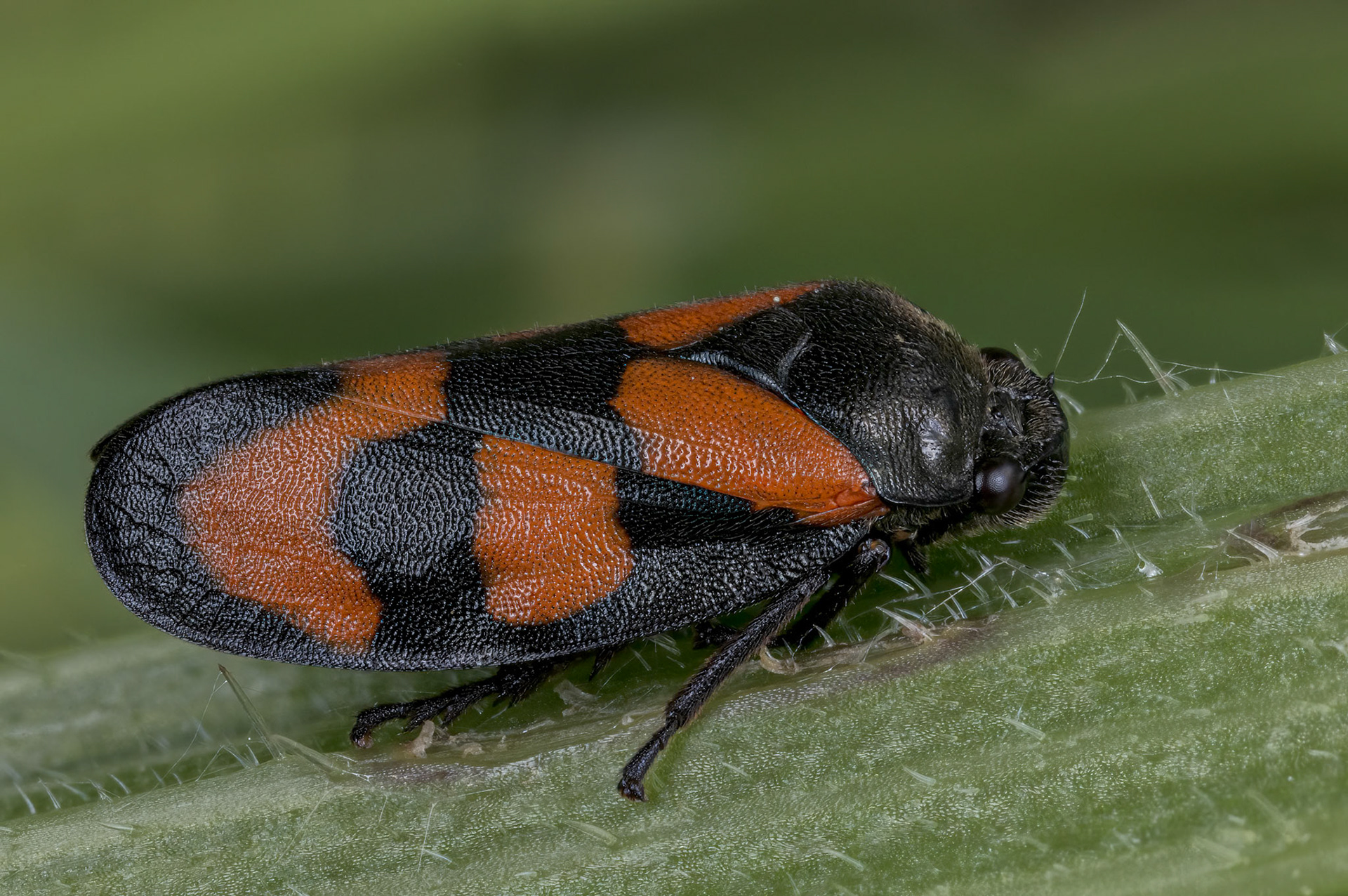 Black and Red Froghopper