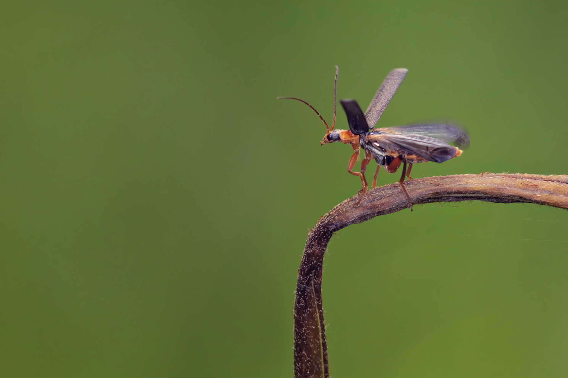Soldier Beetle (Cantharidae)