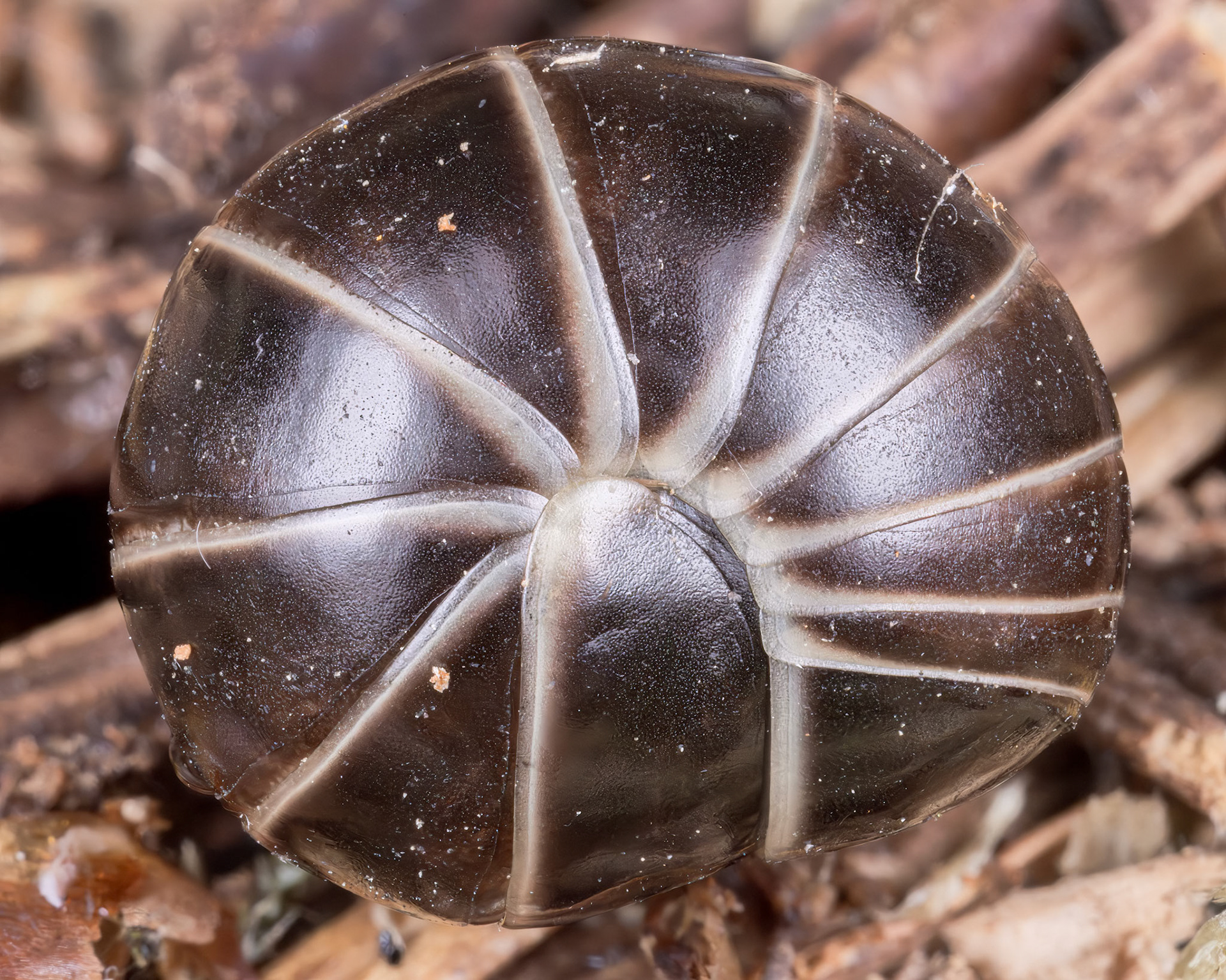 Pill Woodlouse (Armadillidium vulgare)