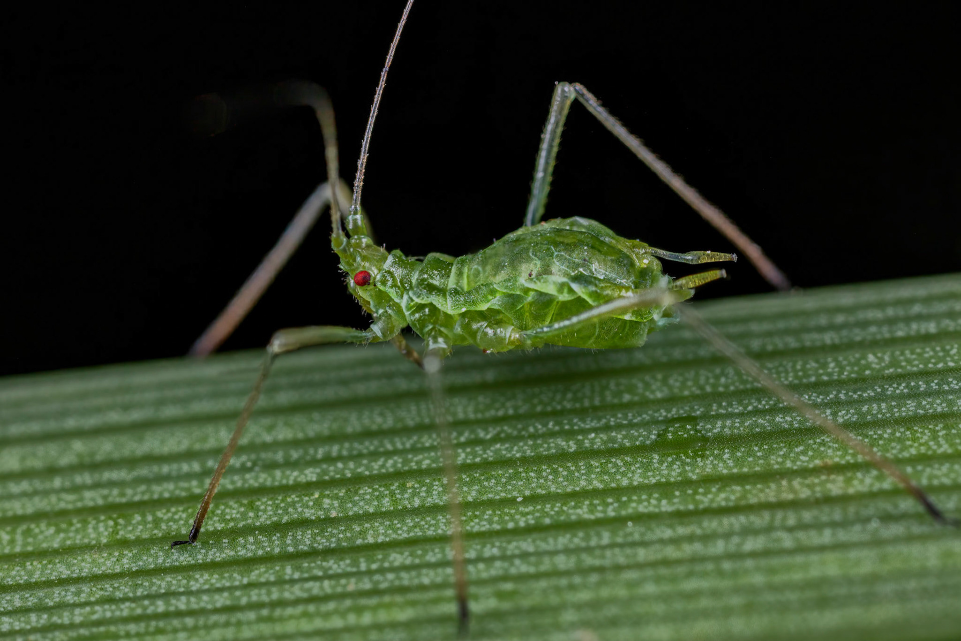 Unknown Aphid (Aphididae)